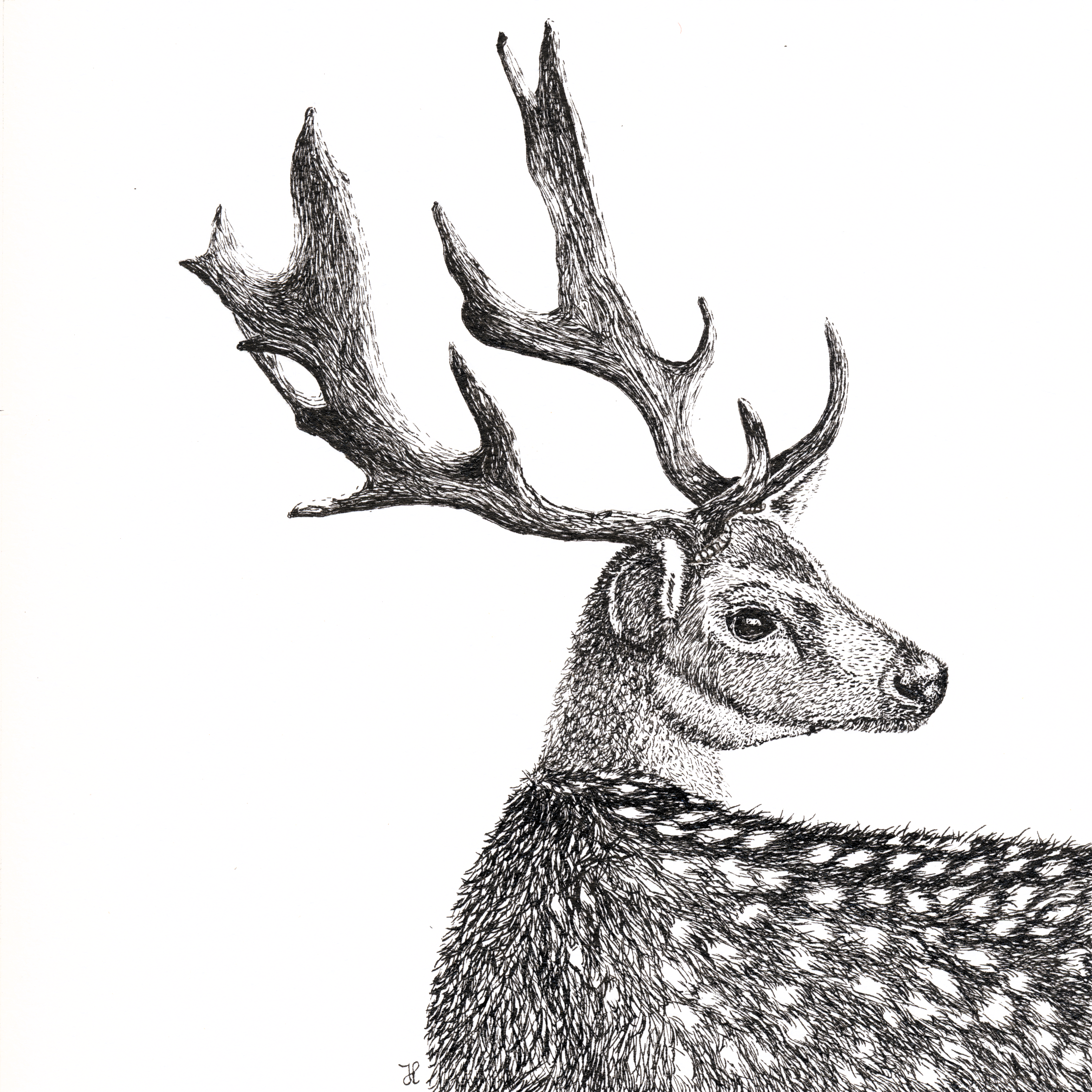 Black and white drawing of a deer with large antlers, detailed fur and a calm expression, facing slightly right.