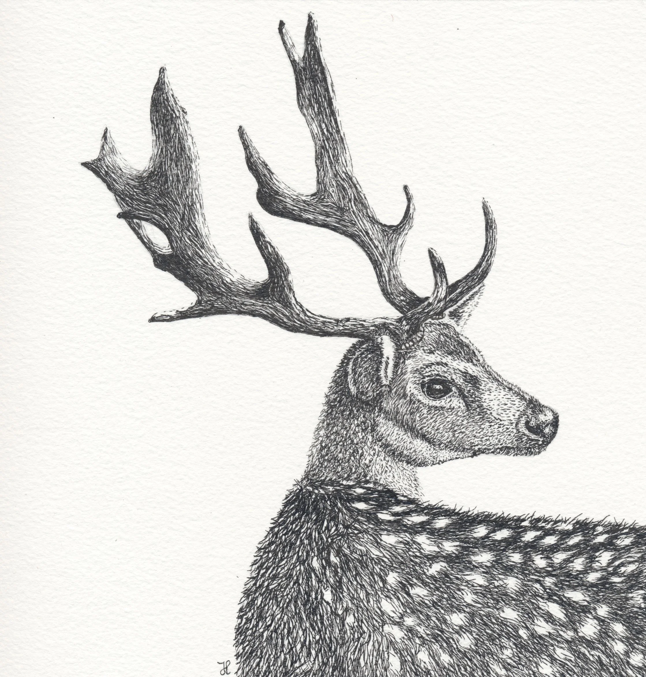 A detailed black and white illustration of a deer's head with large antlers on a textured paper background.