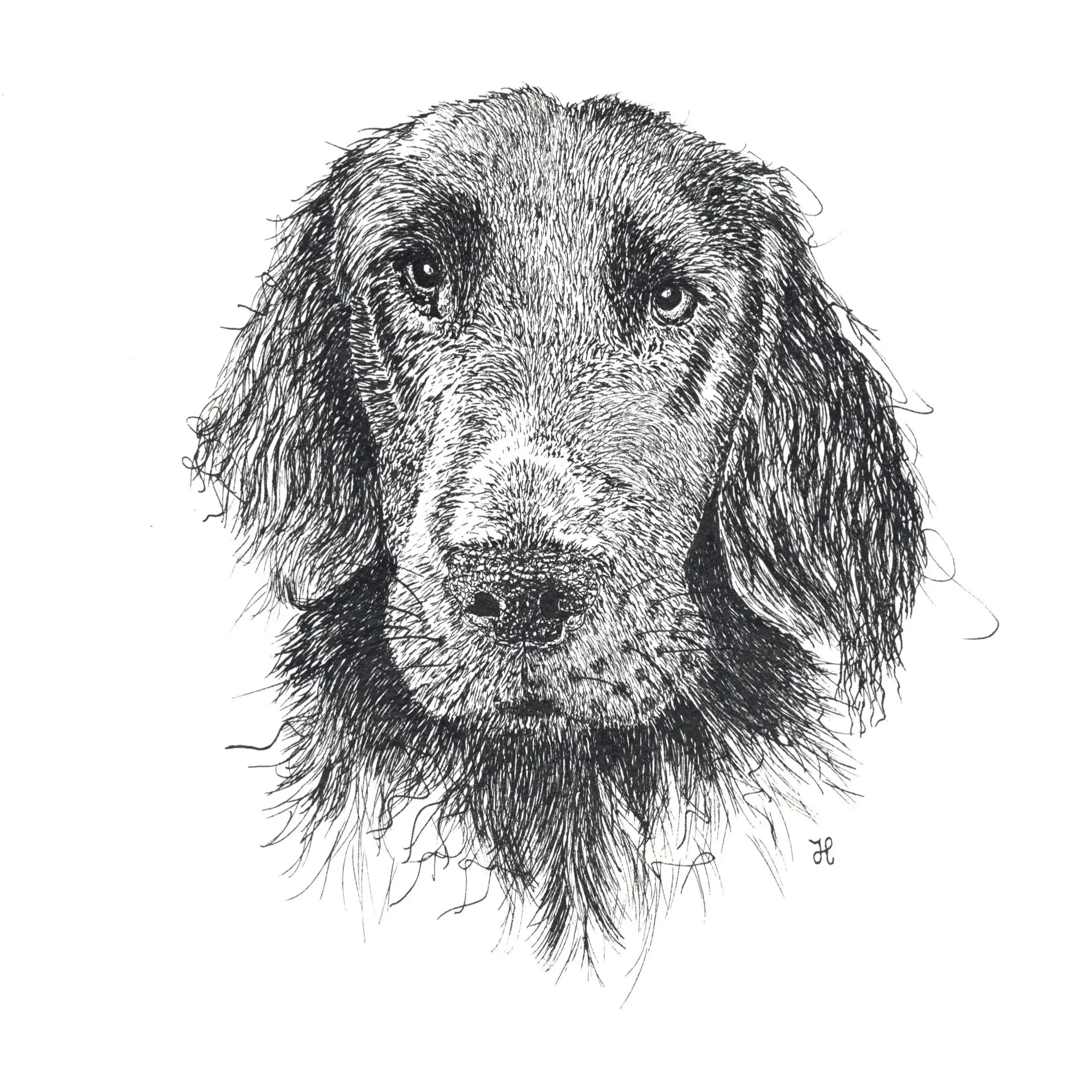 dog portrait in Indian Ink flatcoated retriever