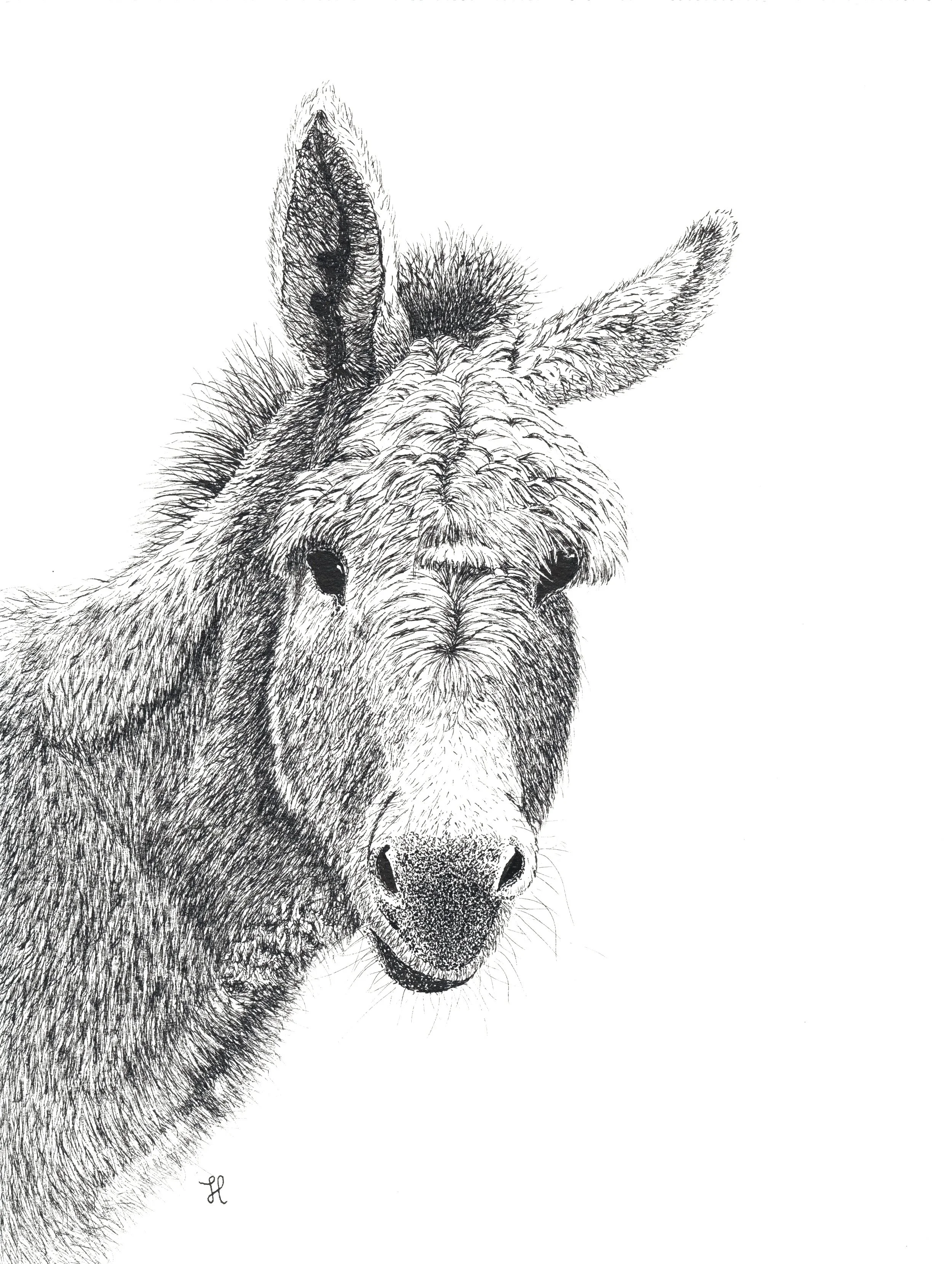 A black and white ink drawing of a dog's face, focusing on the eyes, nose, and fur texture.