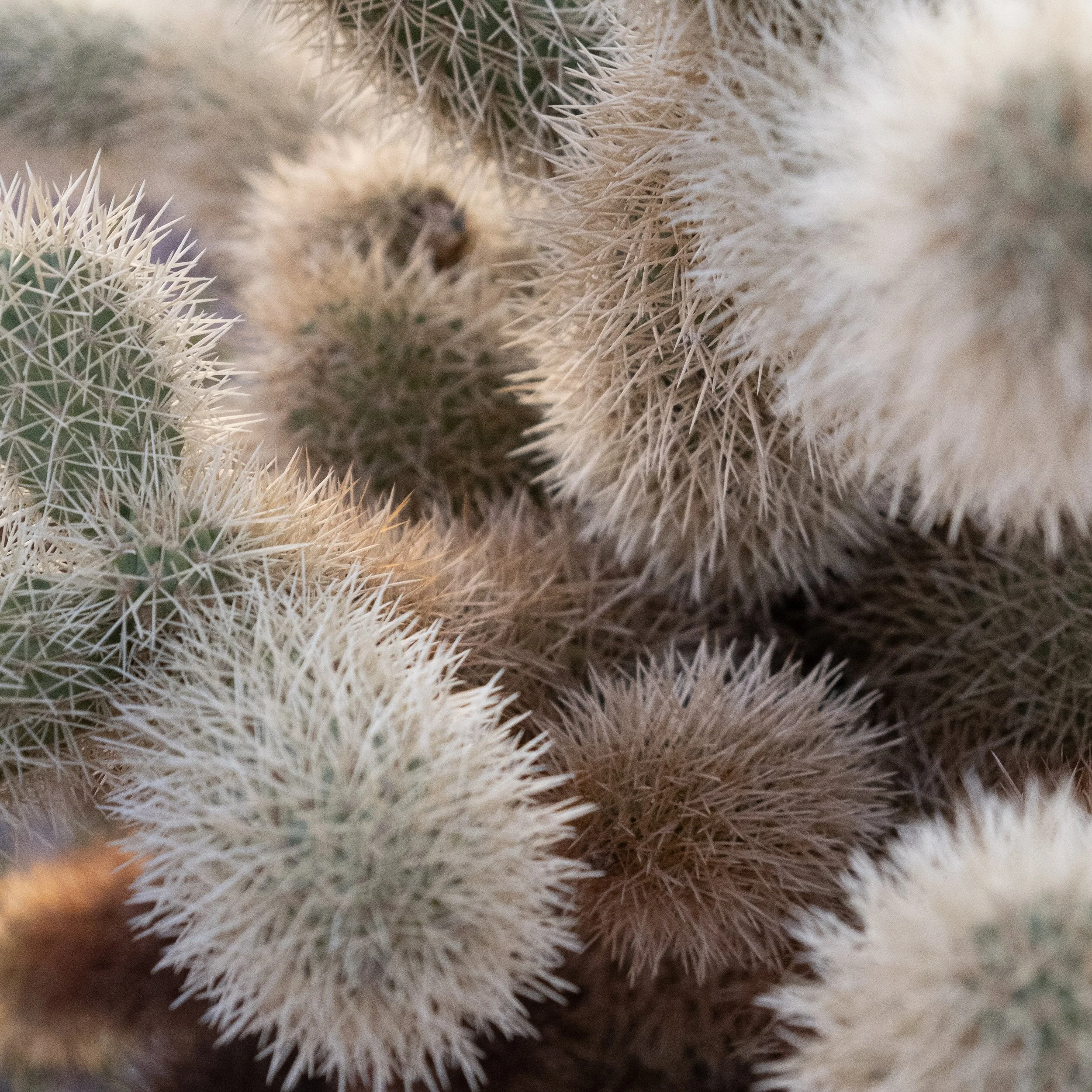 Close-up of a furry cactus plant with sharp spines.