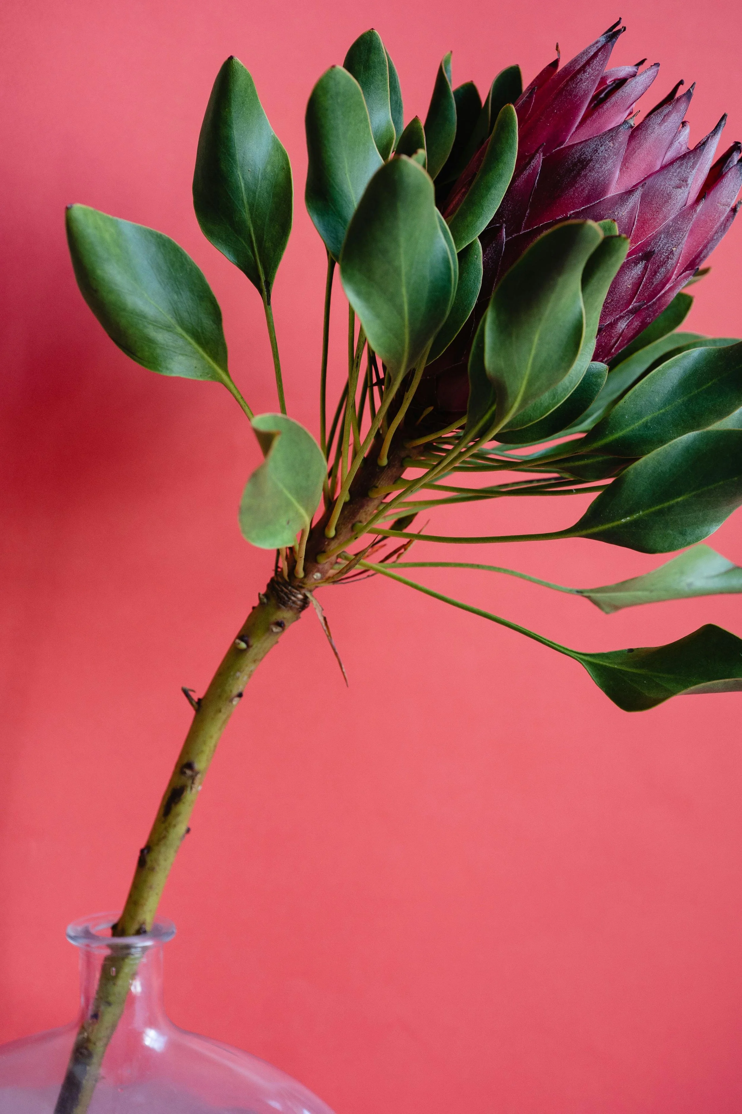 A close-up of a flower with green leaves and purple flowers in a glass vase against a pink background.