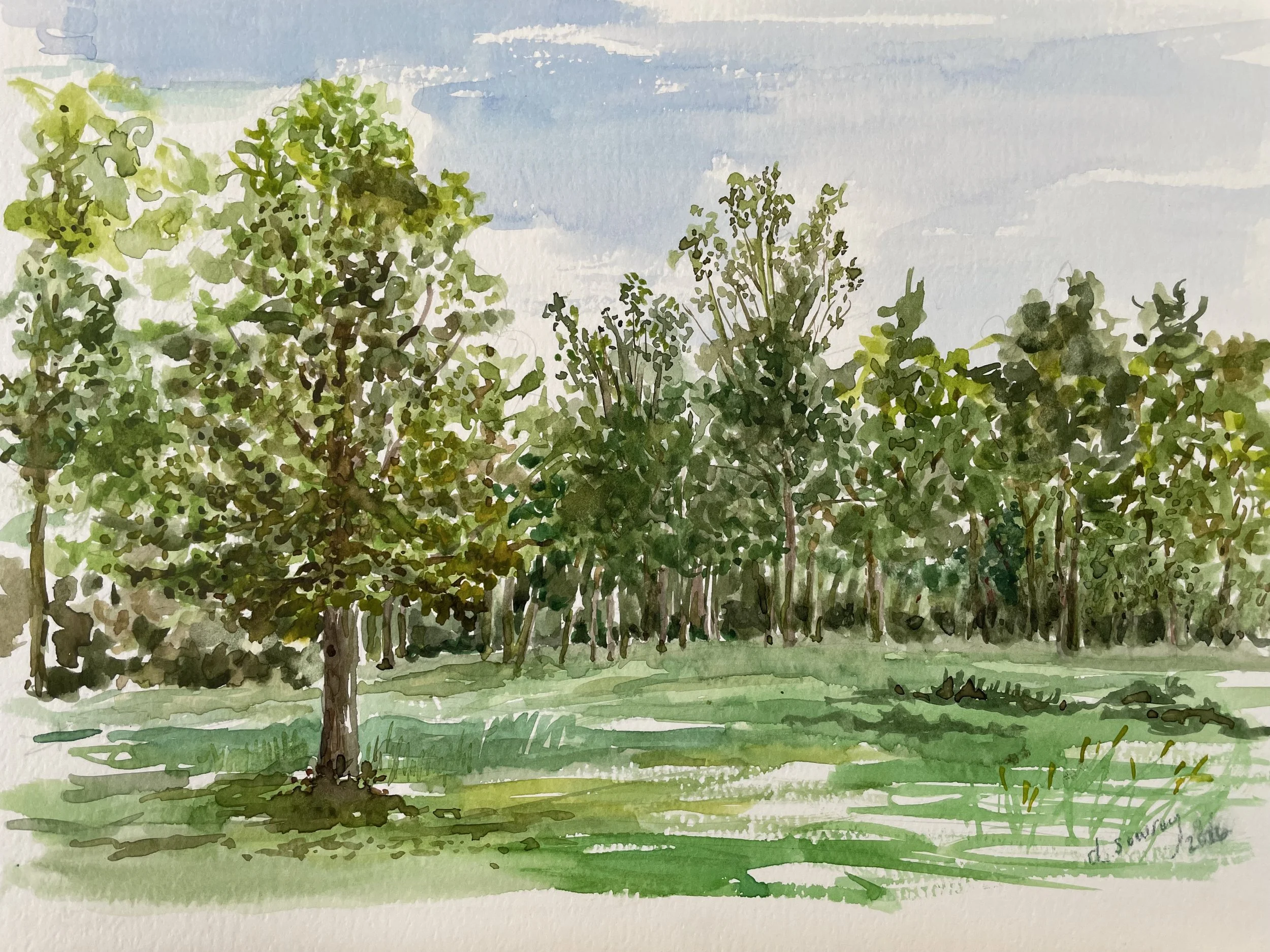 Trees - Williamstown, MA.jpeg