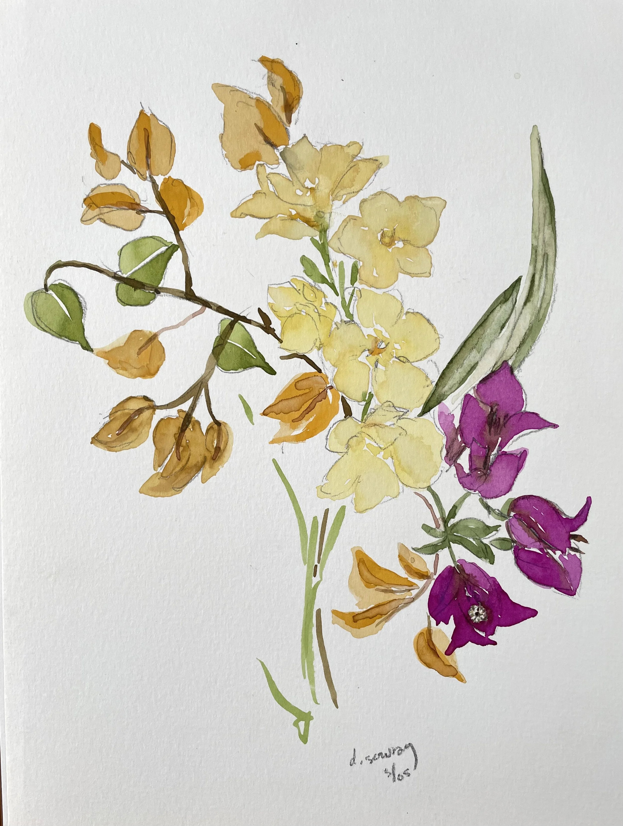 Bouganvillea and Frangipani.jpeg