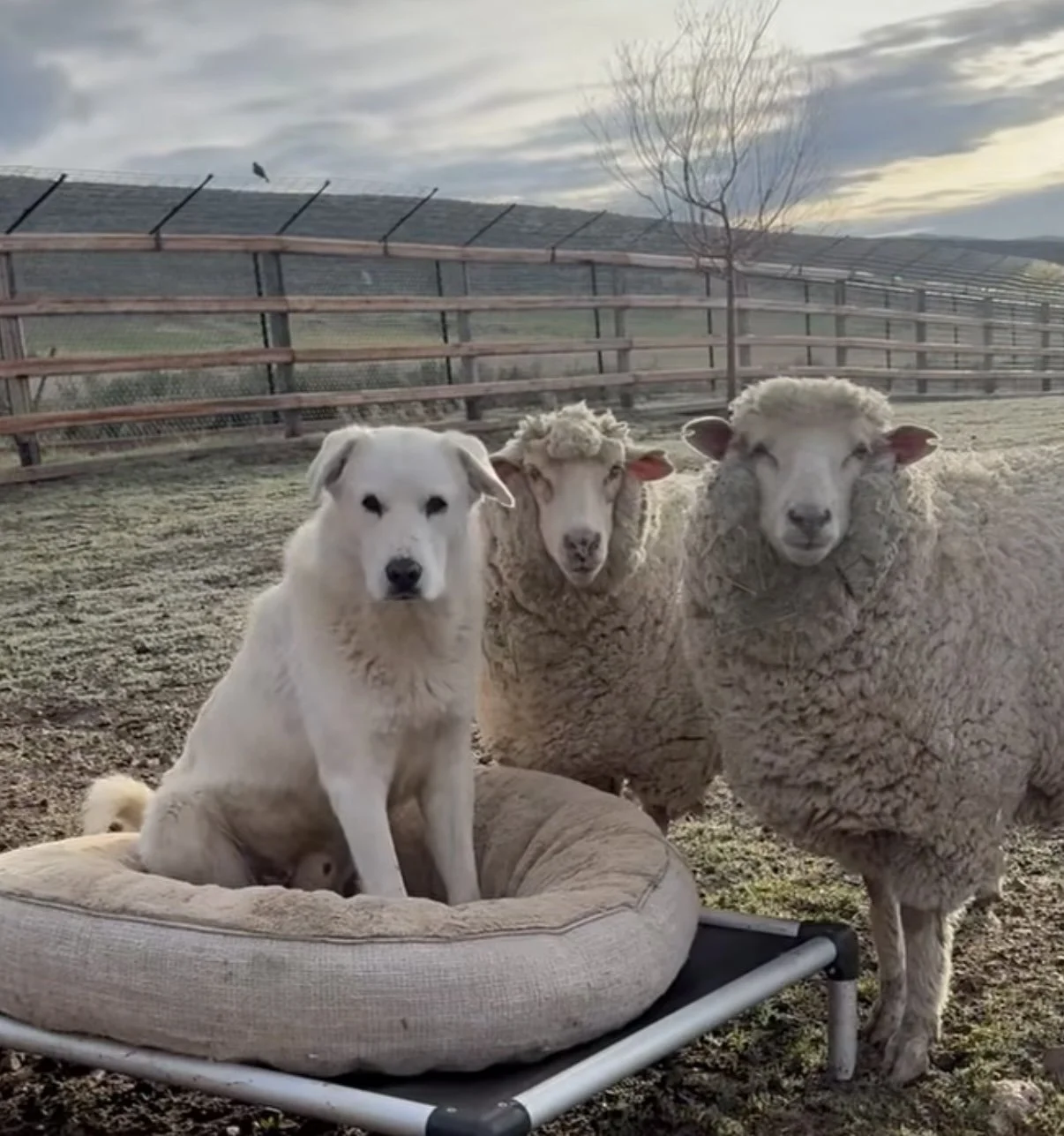 A dog sitting on a dog bed and two sheep standing next to it in a farm yard, with a fence and a tree in the background.