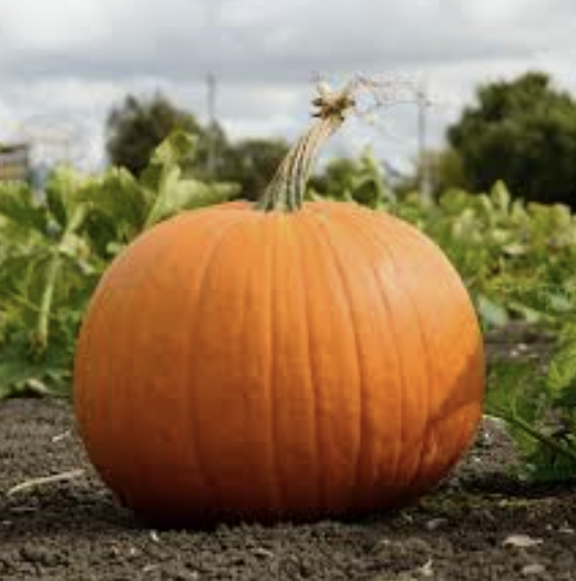The Great Pumpkin
