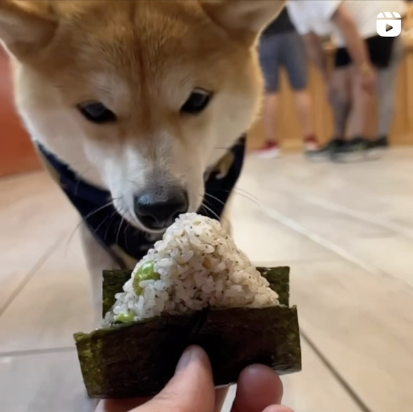 Shiba Inu dog sniffing a Unigirl rice ball wrapped in seaweed being offered by a hand.