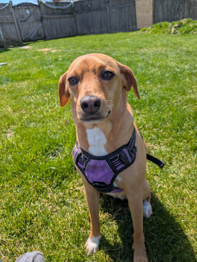 Daphne relaxing in the yard after running some laps