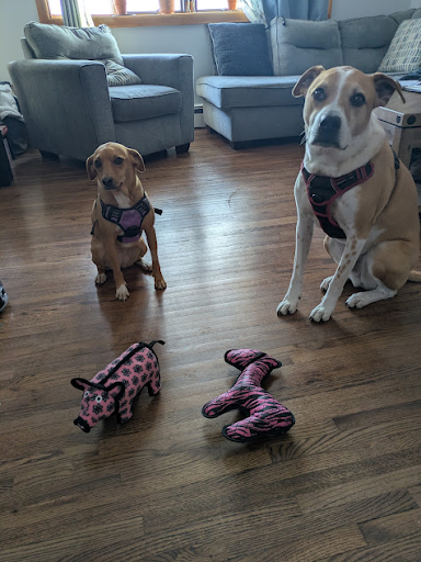 Palmer and Daphne waiting patiently before playing with their new toys