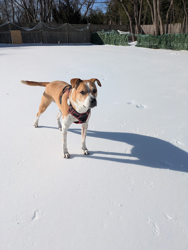 Palmer exploring the yard after a snowstorm