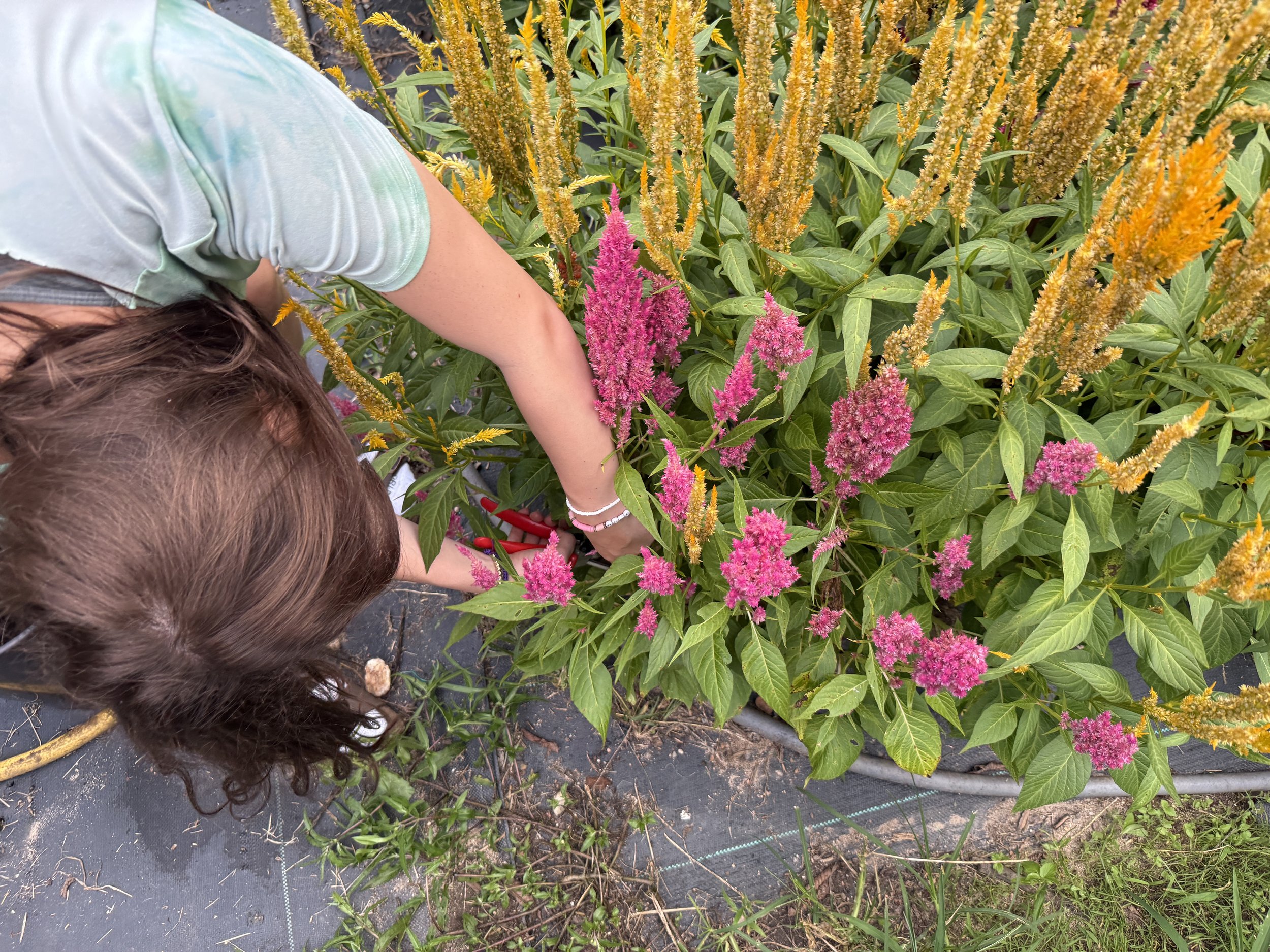A person with brown curly hair wearing a light green shirt is bending down, tending to pink and yellow flowers in a garden bed.