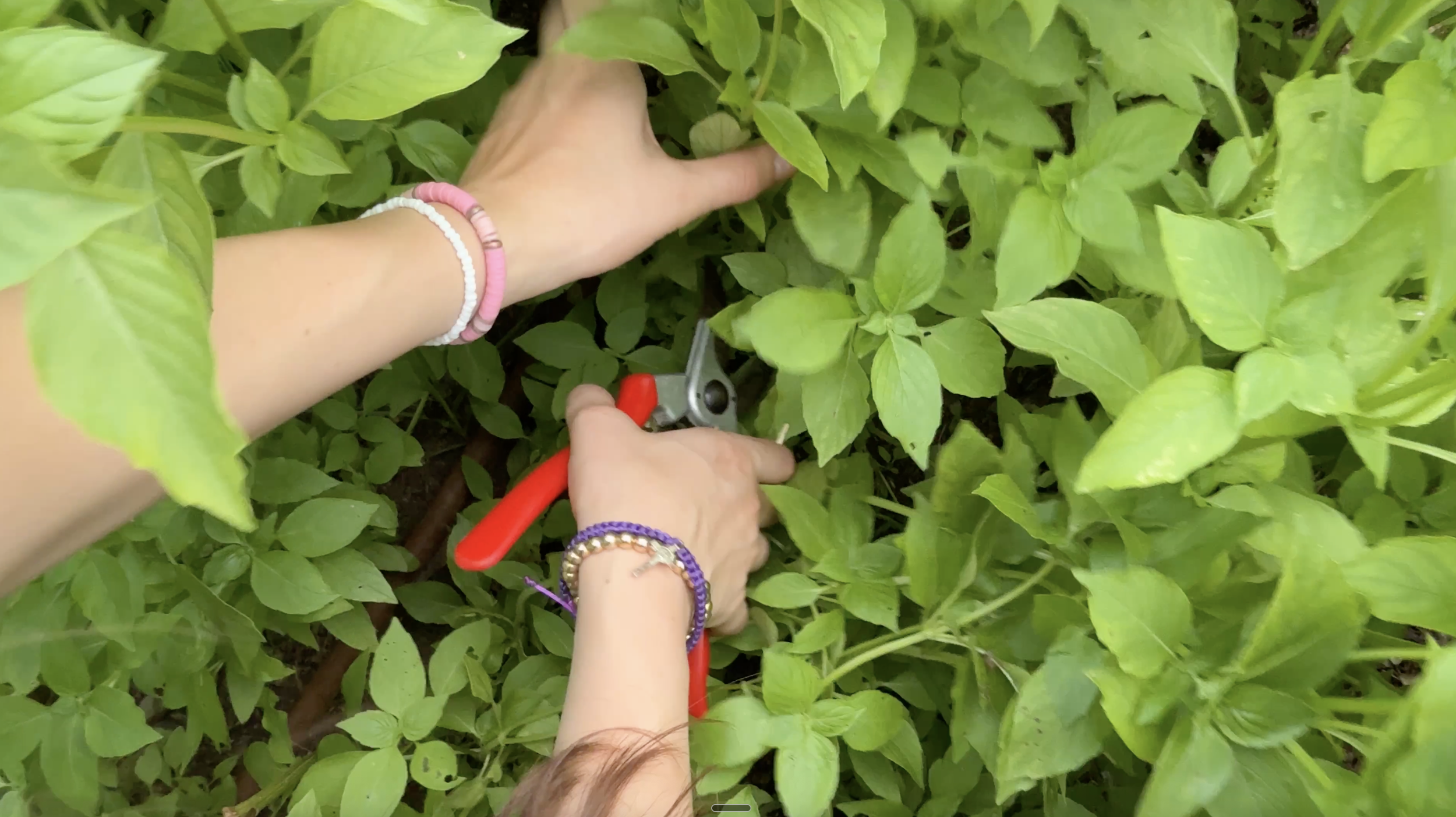 A person is pruning green basil plants with pruning shears, wearing colorful bracelets on both wrists.