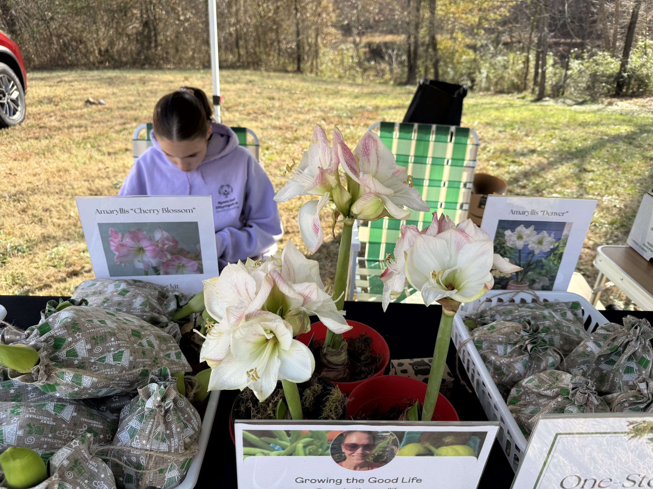 Display of Amaryllis flowers labeled 'Cherry Blossom' and 'Denver' at an outdoor market table with signs, wrapped items, and a person in the background.