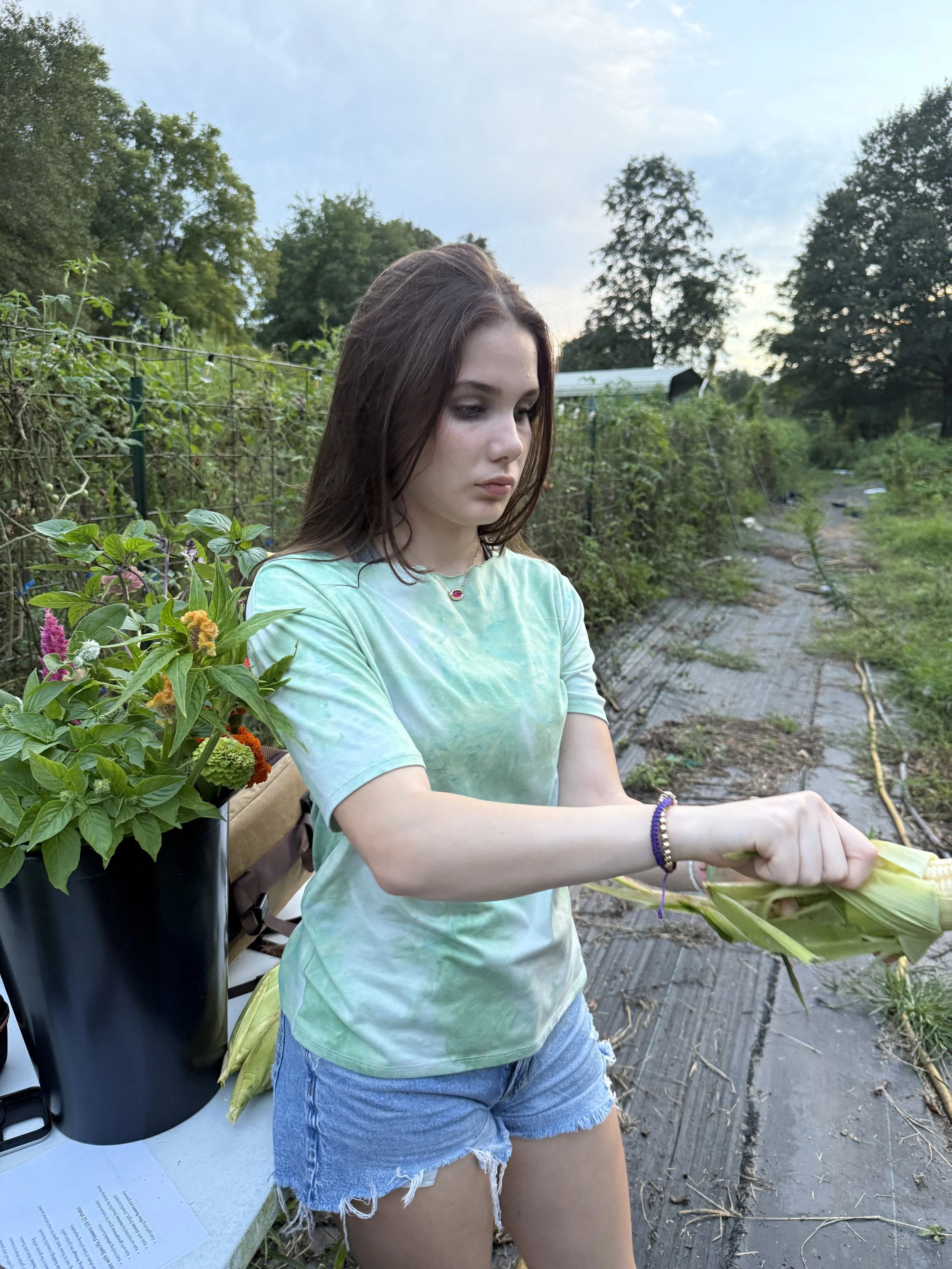 Young woman in tie-dye shirt and denim shorts harvesting from a corn on the cob in a garden.