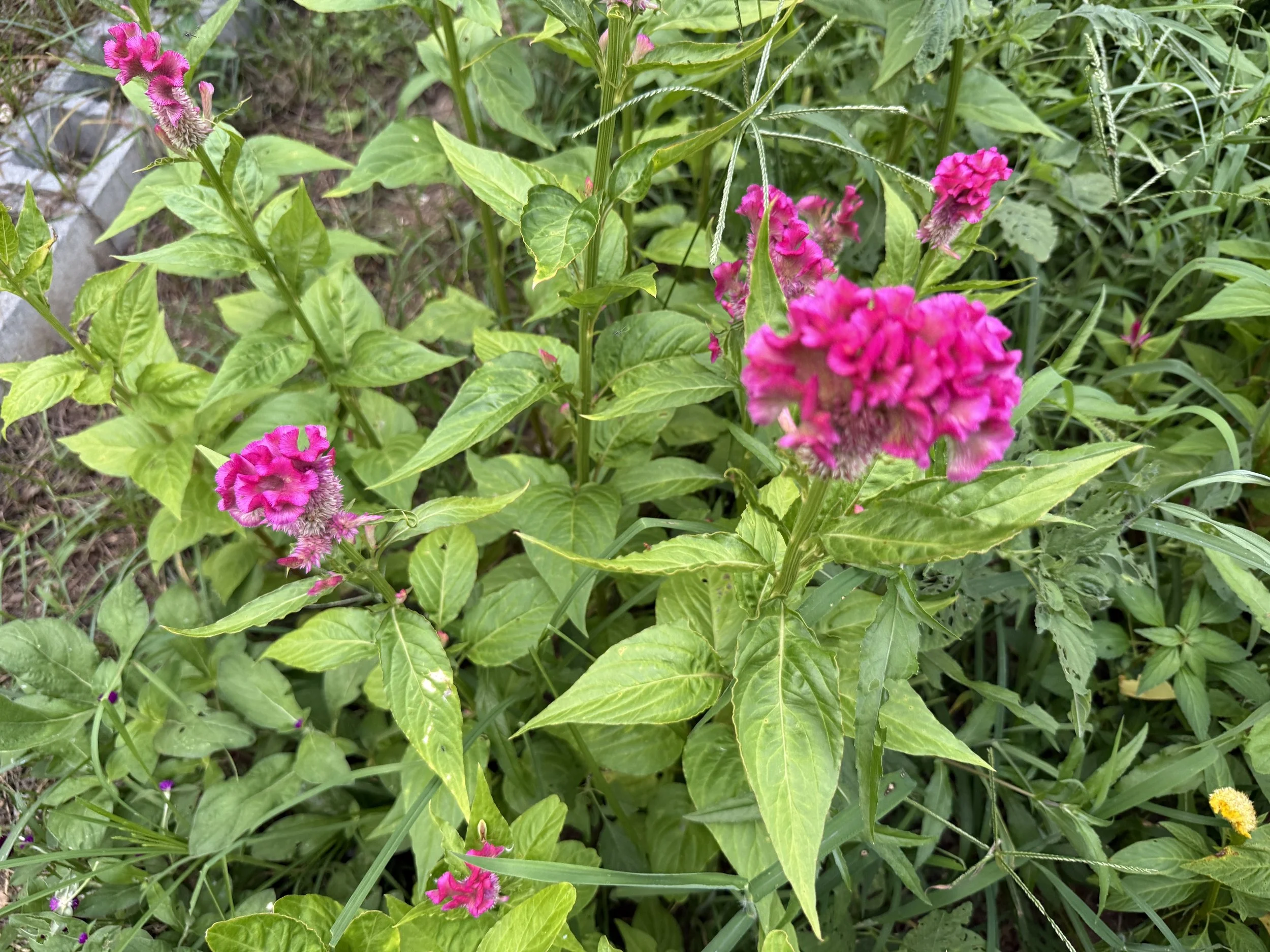 Pink and purple flowers with green leafy plants in a garden.