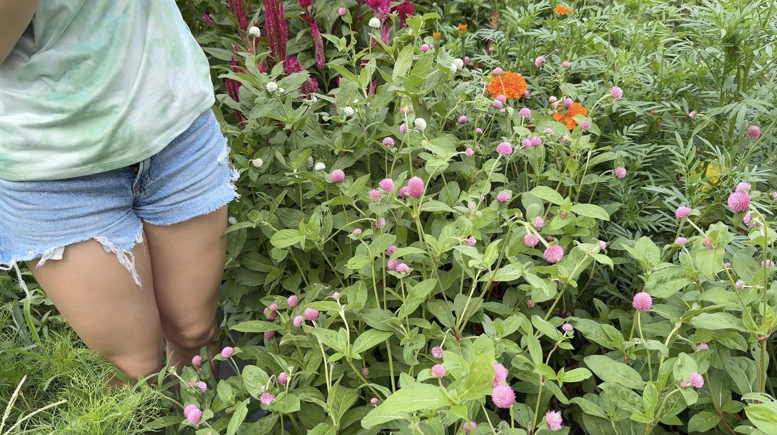 A person wearing a tie-dye shirt and distressed denim shorts standing among pink and orange flowers in a garden.