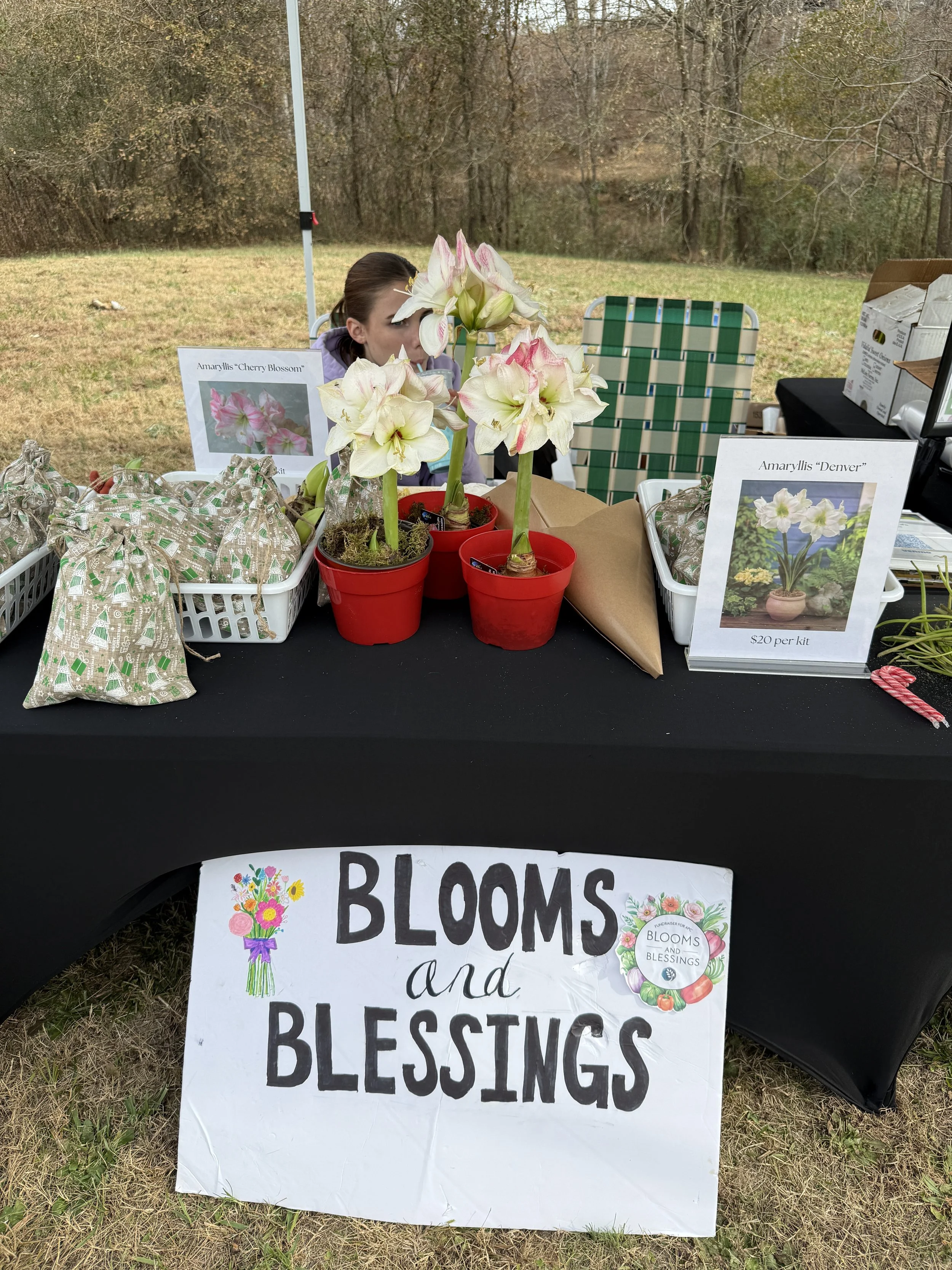 A booth at an outdoor market with a sign that reads 'BLOOMS and BLESSINGS' featuring colorful drawings of flowers. The table displays potted amaryllis flowers in bloom, some with white petals and pink accents, alongside various small gift bags. There