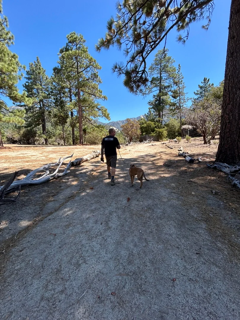 Person walking a dog on a leash in a forest with tall pine trees and a clear blue sky.