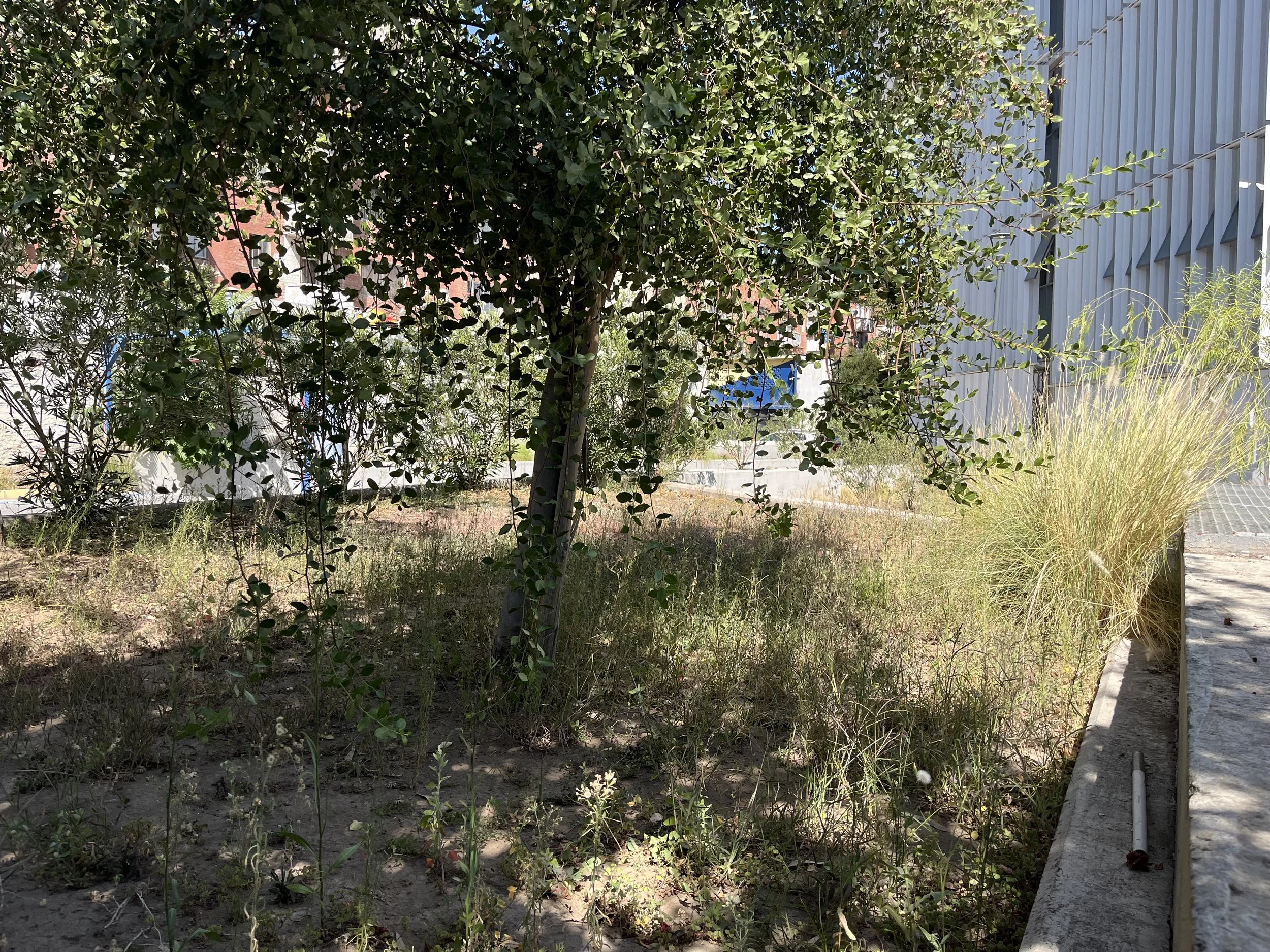 Pequeño árbol con hojas verdes en un área de jardín con vegetación y pasto, con un muro y un edificio moderno de fondo, en un día soleado.