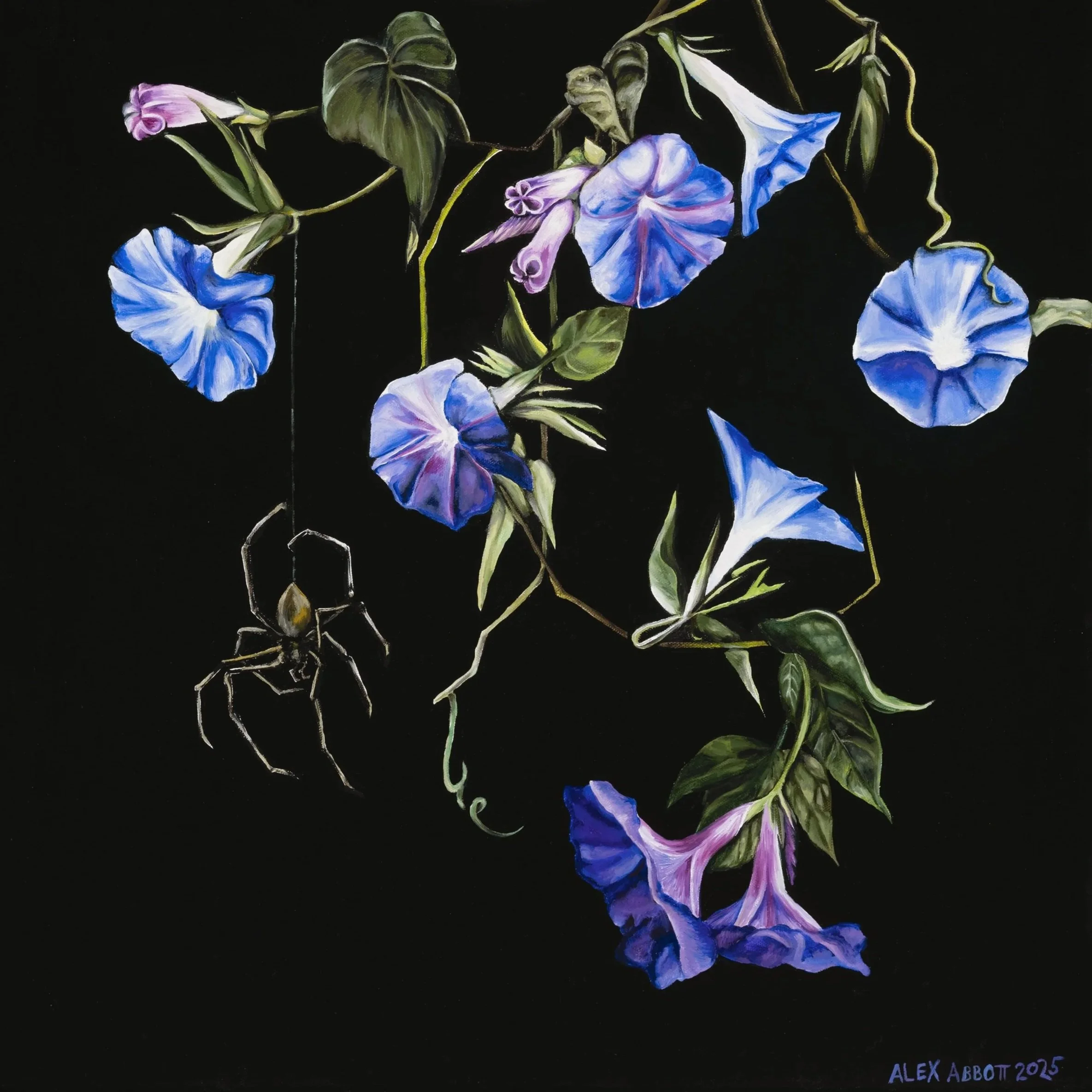 Morning glories with purple and blue flowers, green leaves, and a black widow spider hanging from a thread against a black background.