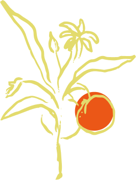 Stylized drawing of a plant with leaves, a small flower, and a round orange fruit against a black background.