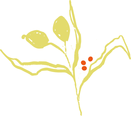 A botanical illustration of a plant with three buds, a leaf, and three red berries on a black background.