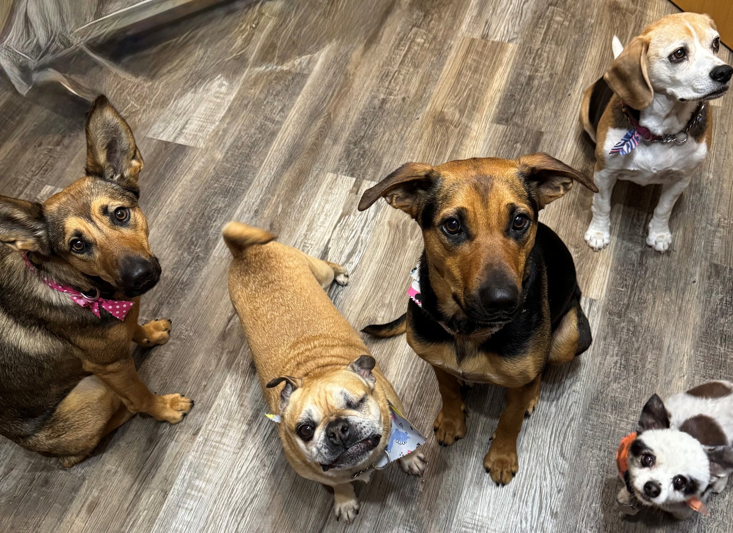 Five dogs sitting and looking up on a wooden floor.