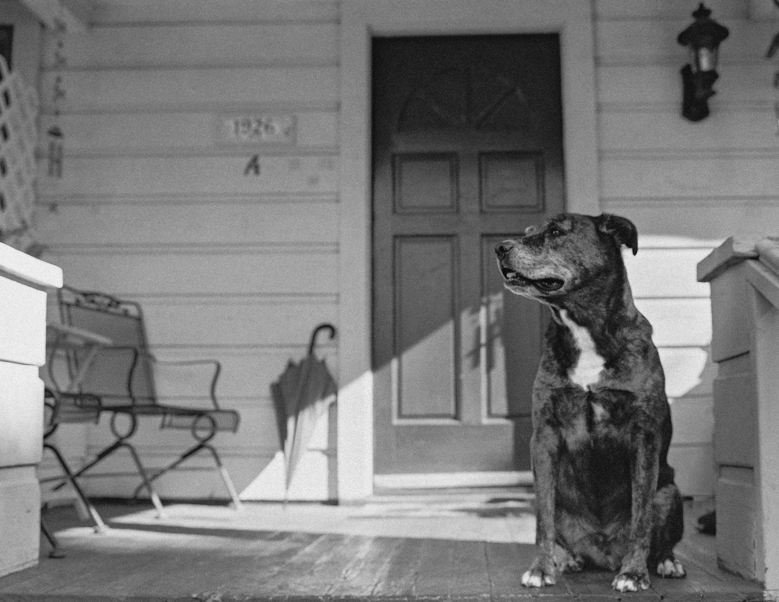 A dog with a brindle coat standing on a porch or entryway, looking to the right. The porch has a wooden door in the background and a wall-mounted outdoor light fixture. A gate with a diamond pattern is visible on the left side of the porch.