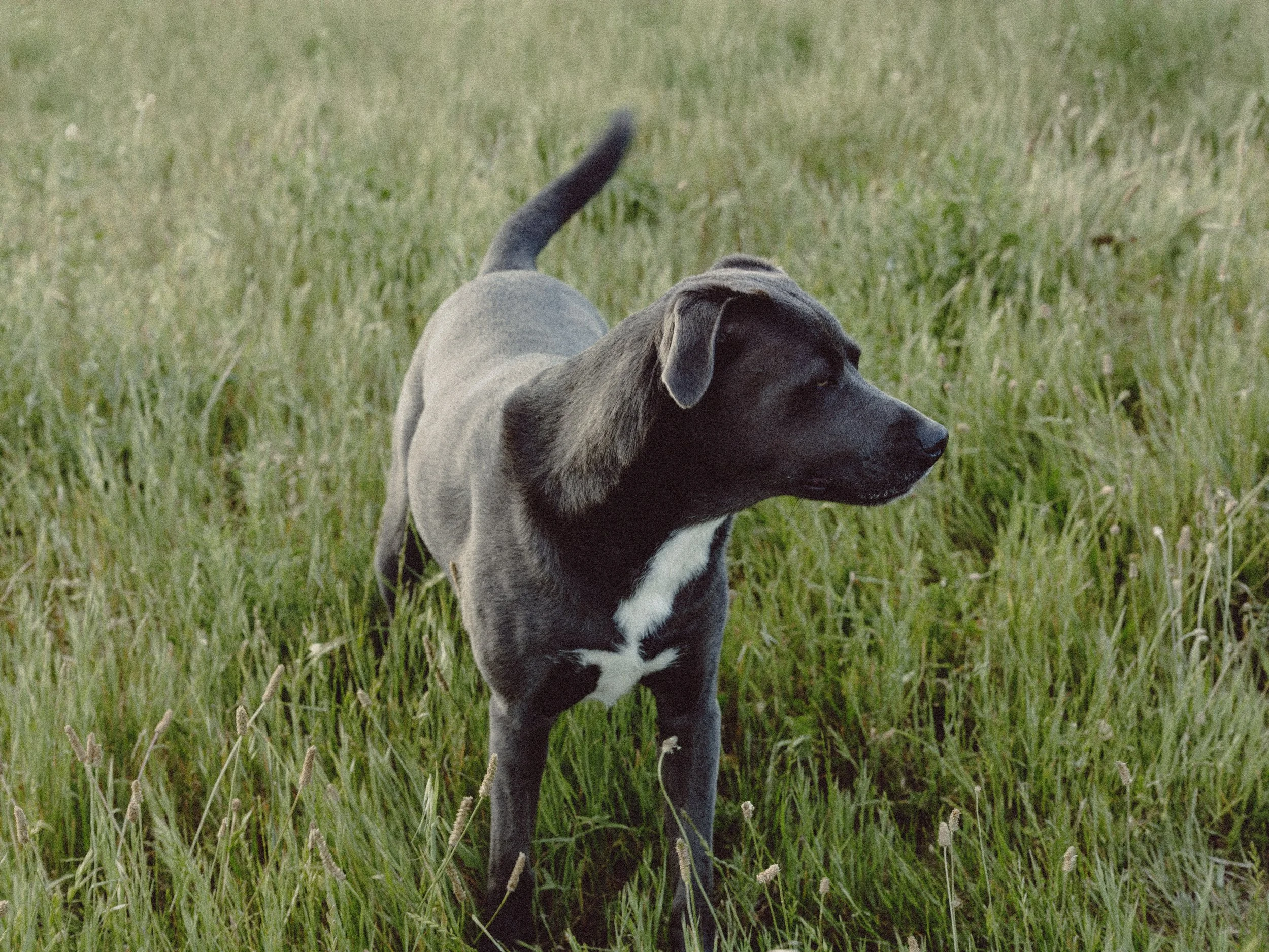 A black and white dog with a long tail standing in a grassy field.