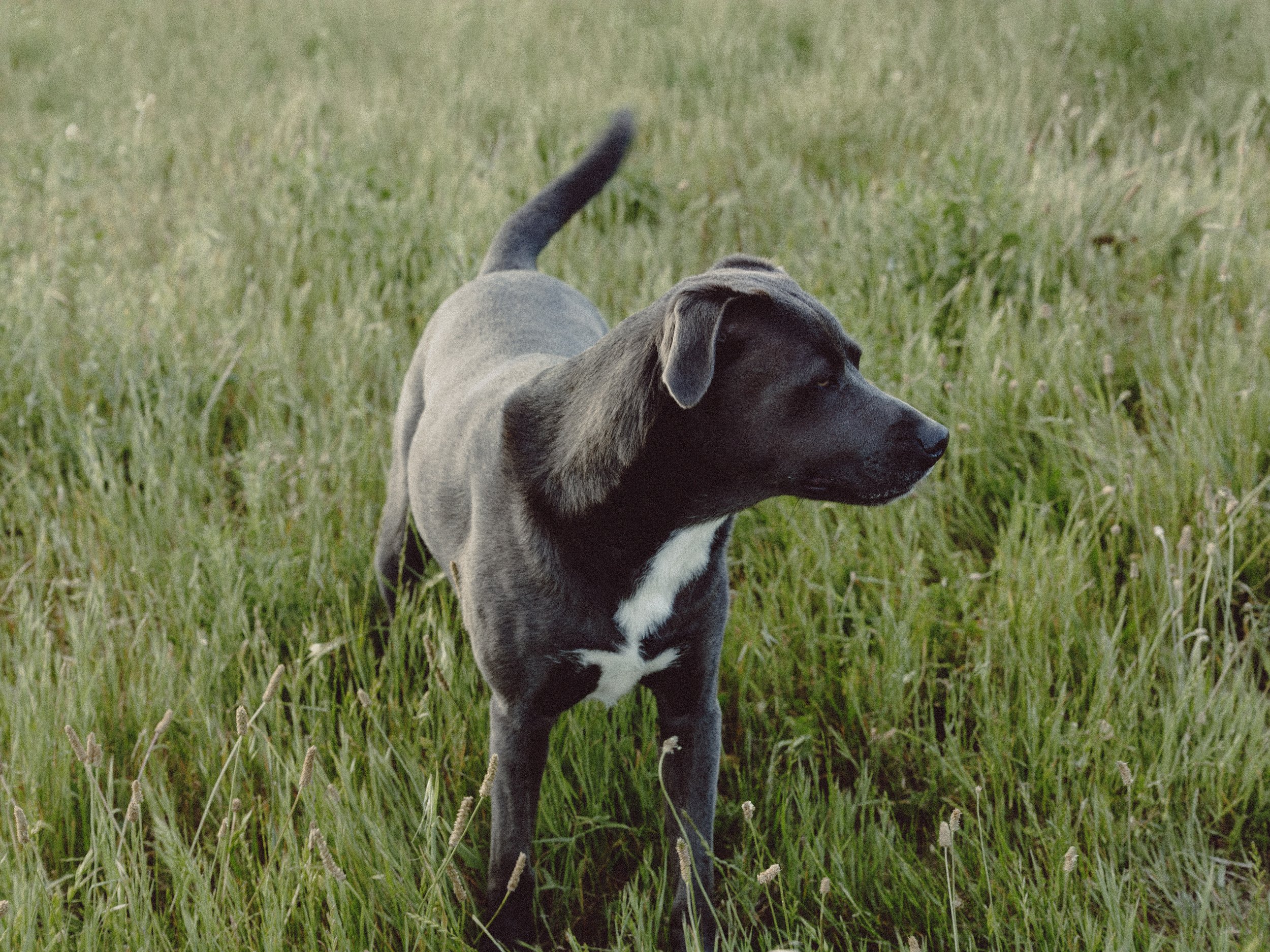 A black and gray dog with white markings standing in a grassy field.