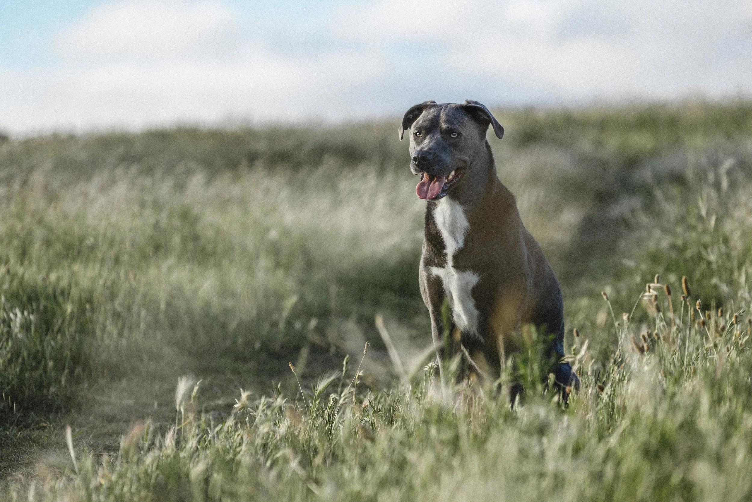 A black and white dog sitting in a grassy field with a blue sky in the background.