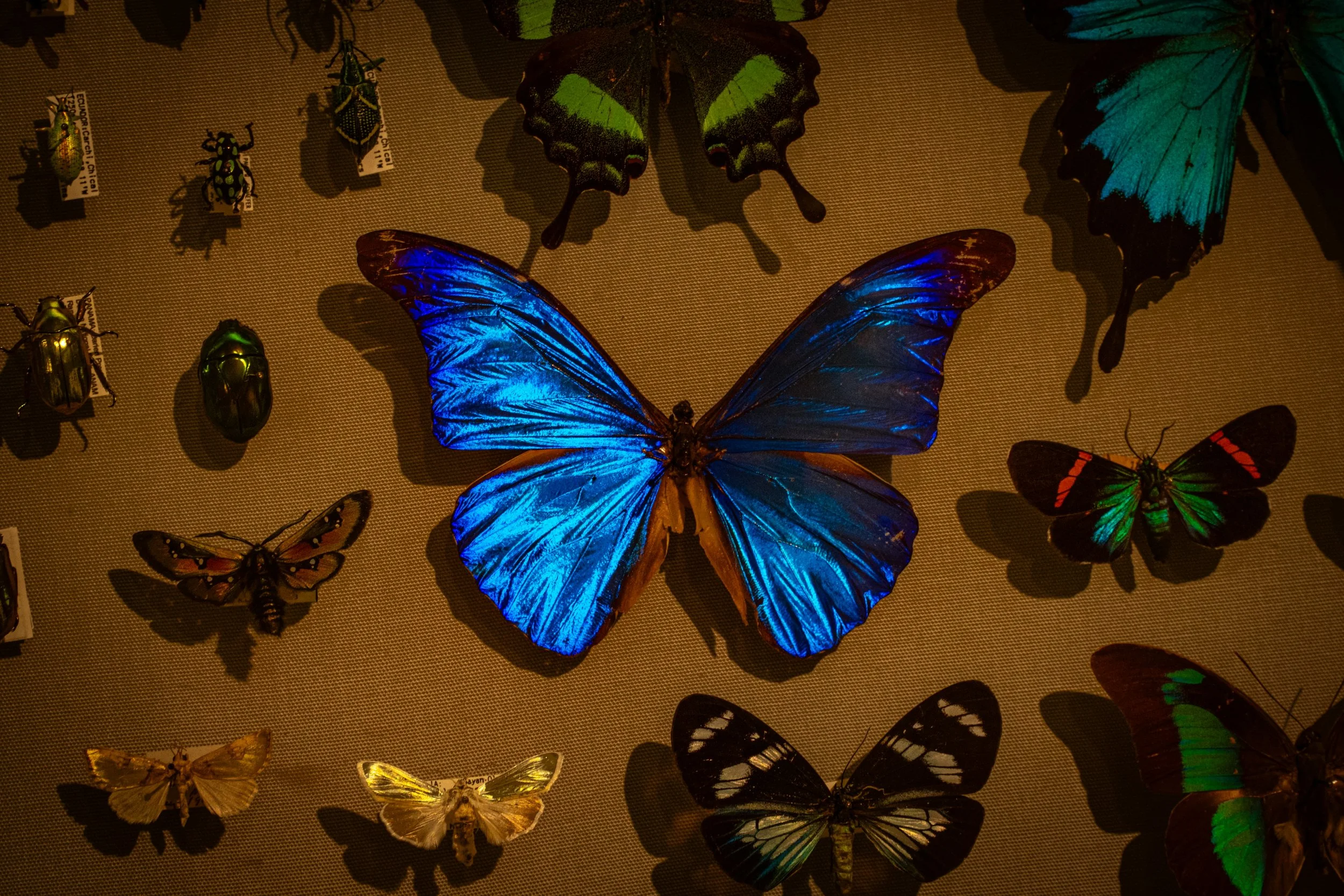 Display of various colorful mounted butterflies and beetles on a beige background, including a large, bright blue butterfly at the center.