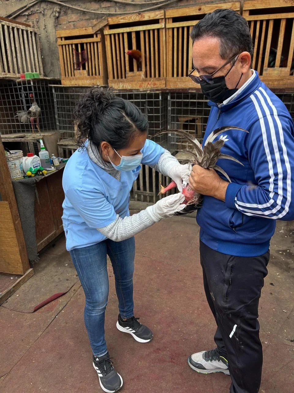 Winnie tests chickens for HPAI