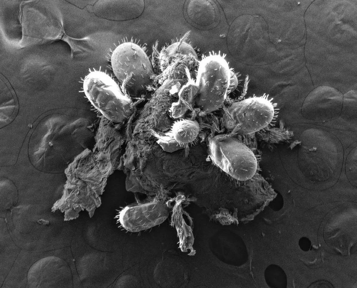 Mites in a rodent ear