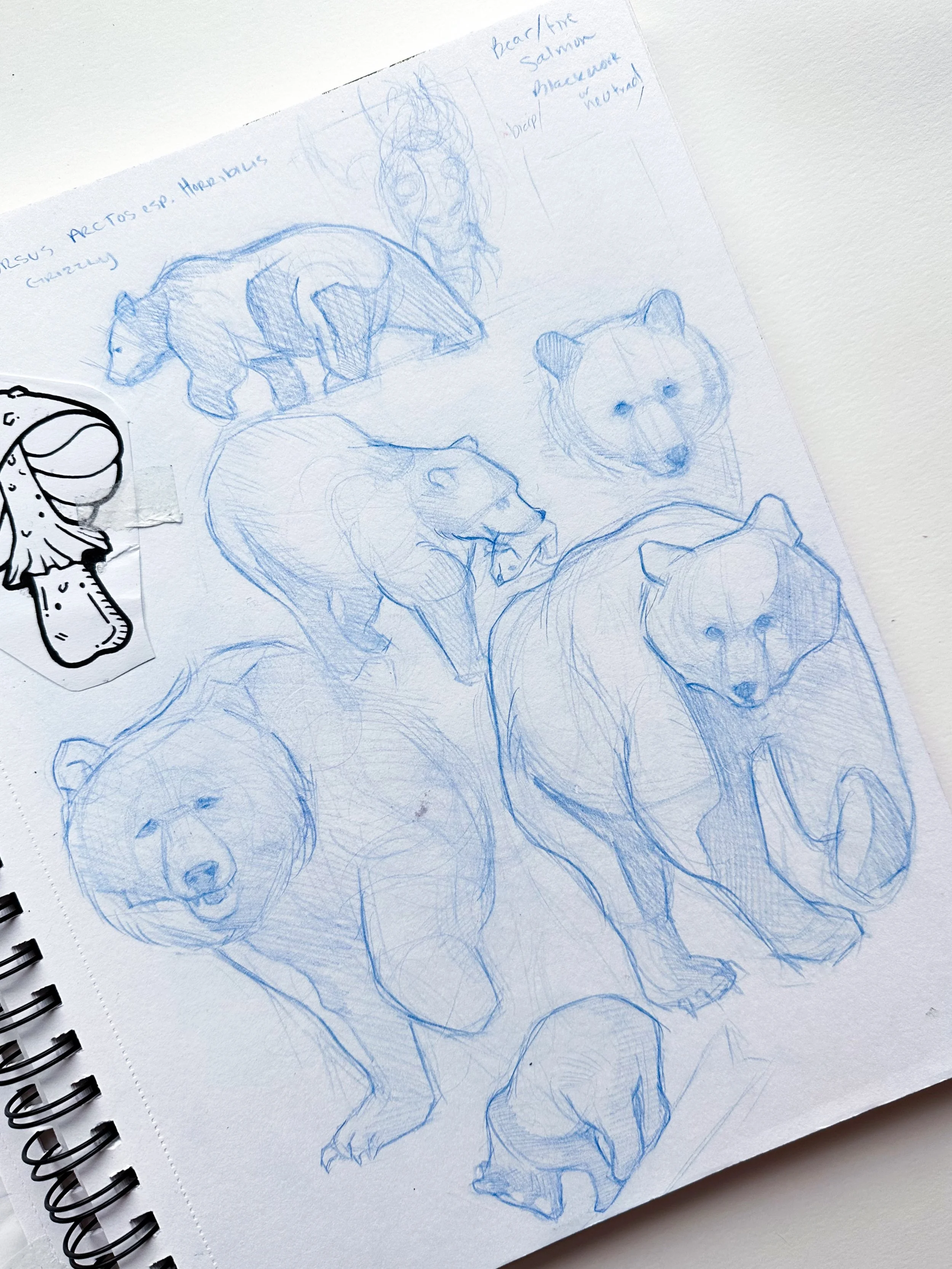 Sneak peek into the sketchbook of a tattoo apprentice! I worked on some bear studies over the weekend and yesterday to get a better understanding of bear anatomy for a tattoo design I want to work on this week.

I try to draw all of the designs tradi