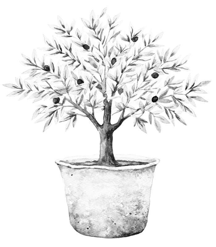 Graphic of a potted olive tree