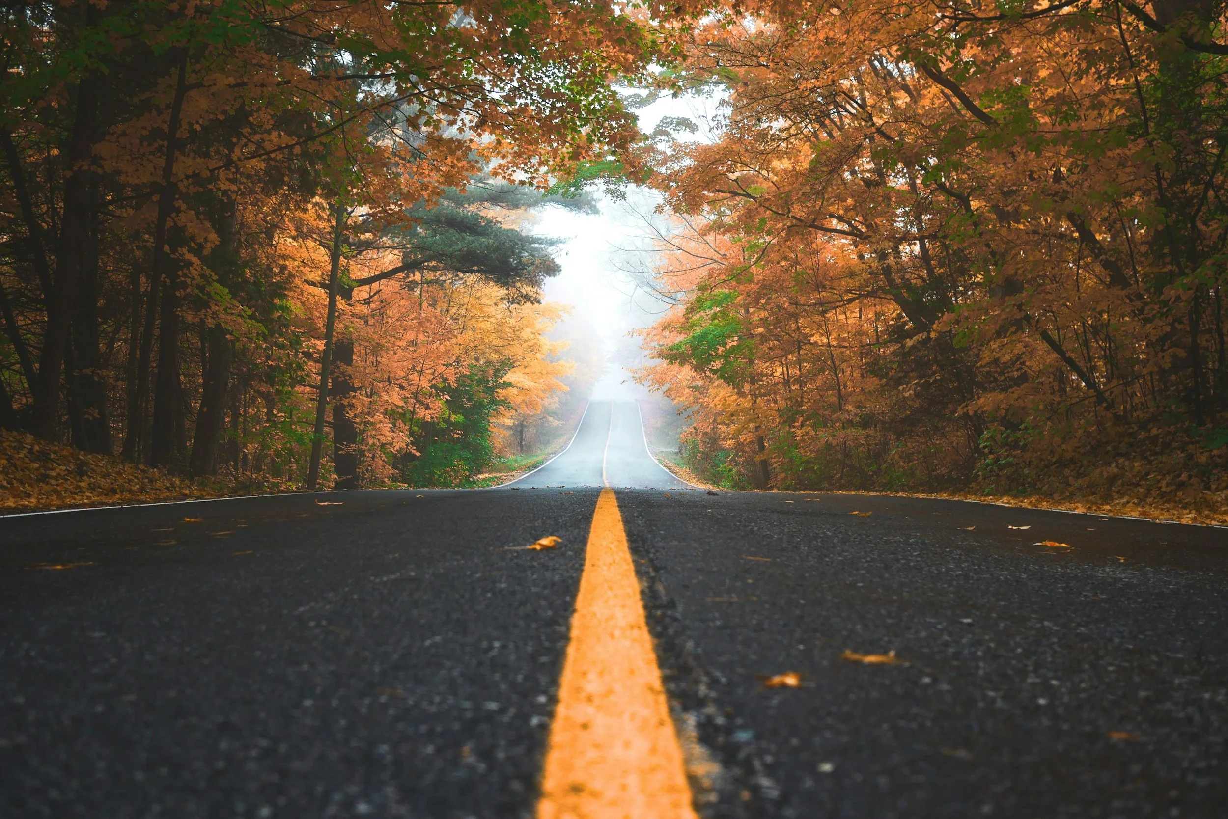 middle of a road in a foggy fall forest