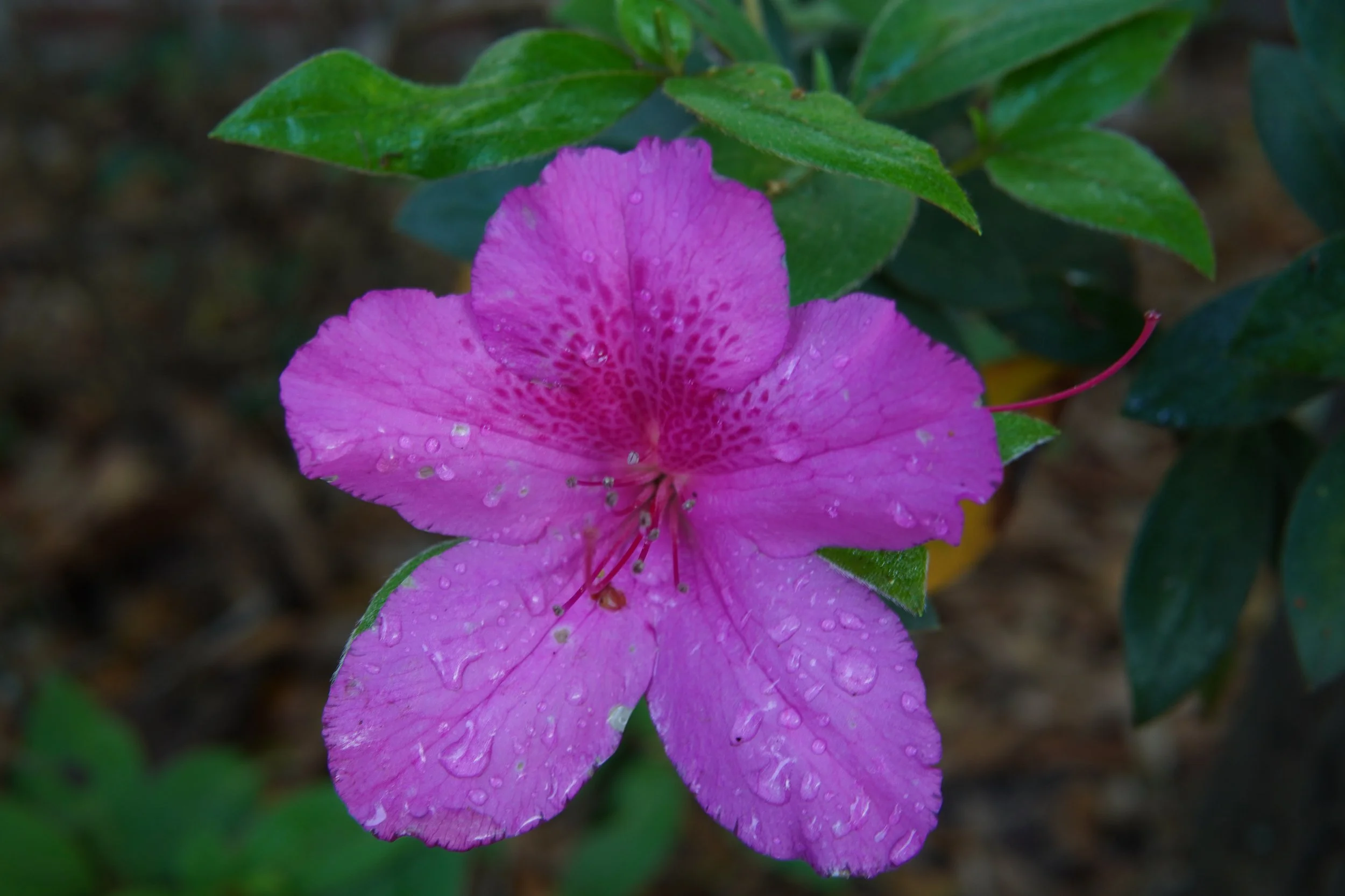 Pink Flower.JPG