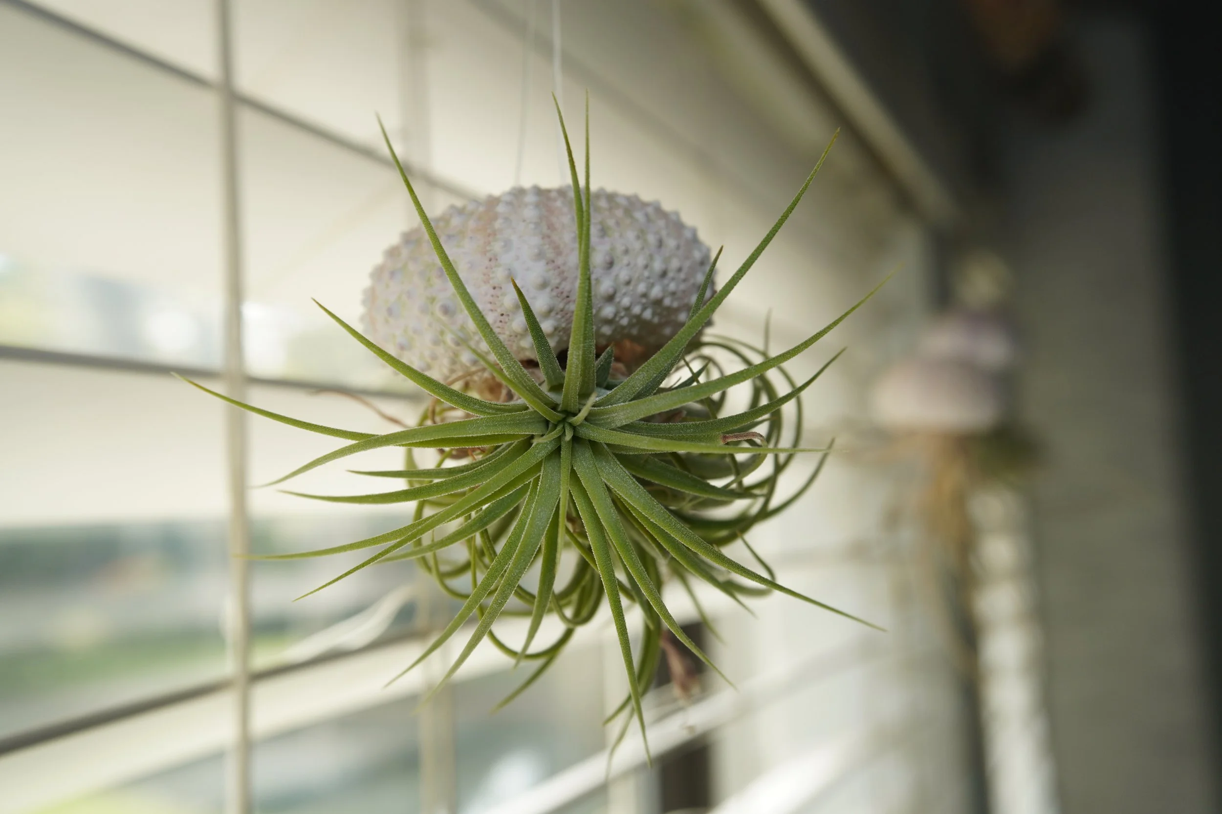 Airplant Succulent.JPG