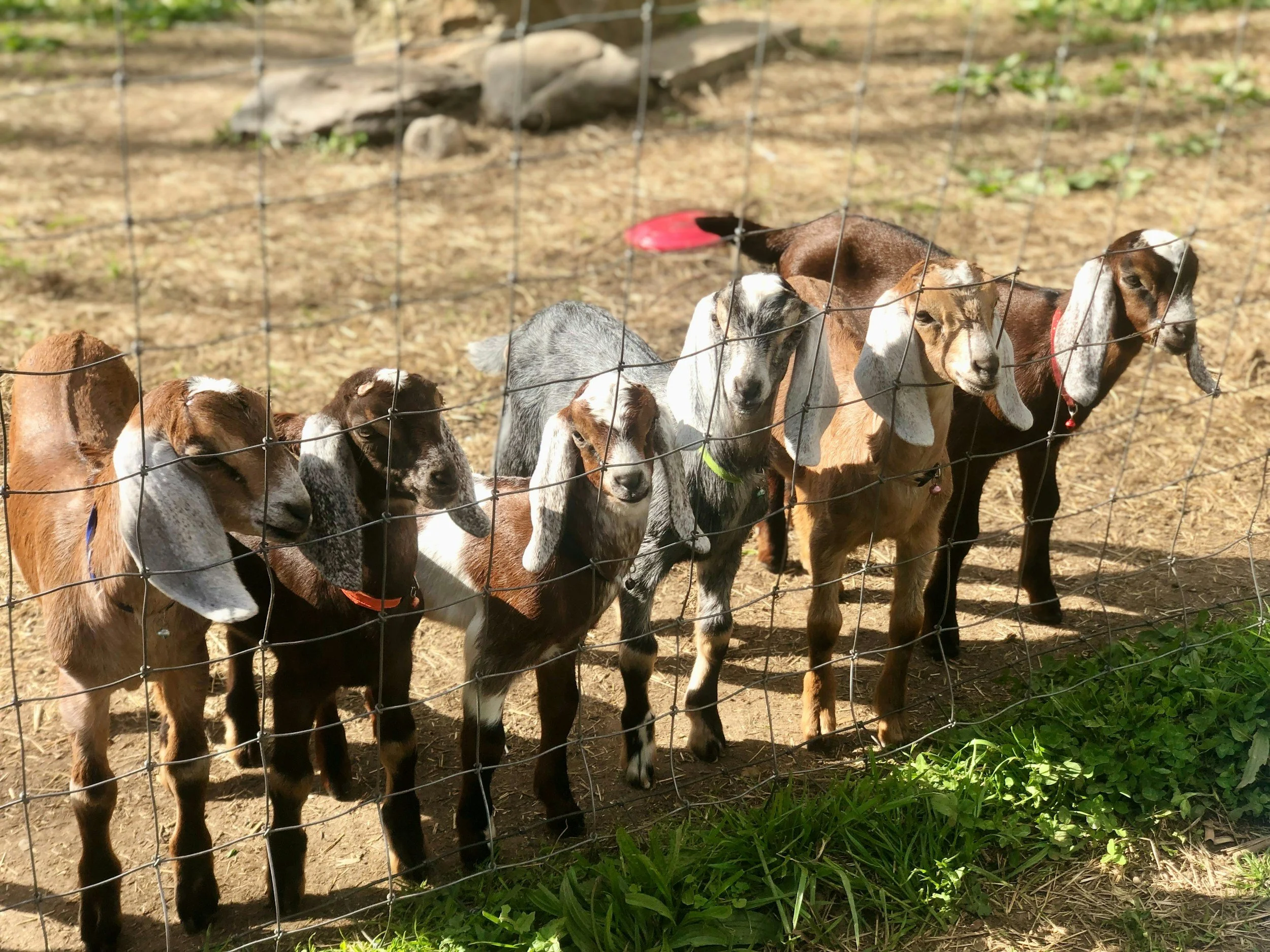 Goats in a fenced yard