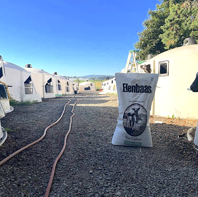 Elenbaas Company Calf Feed
