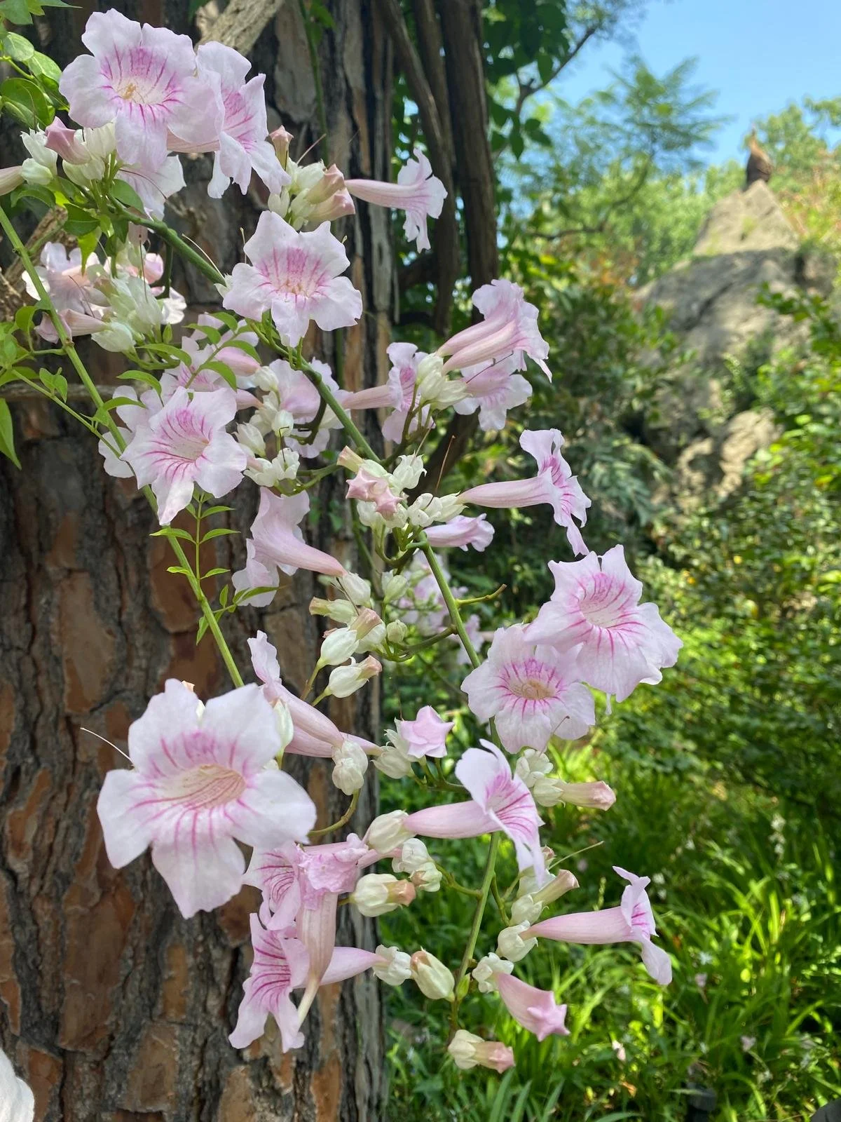 PHOTO-2024-07-10-10-35-10 (1).jpg