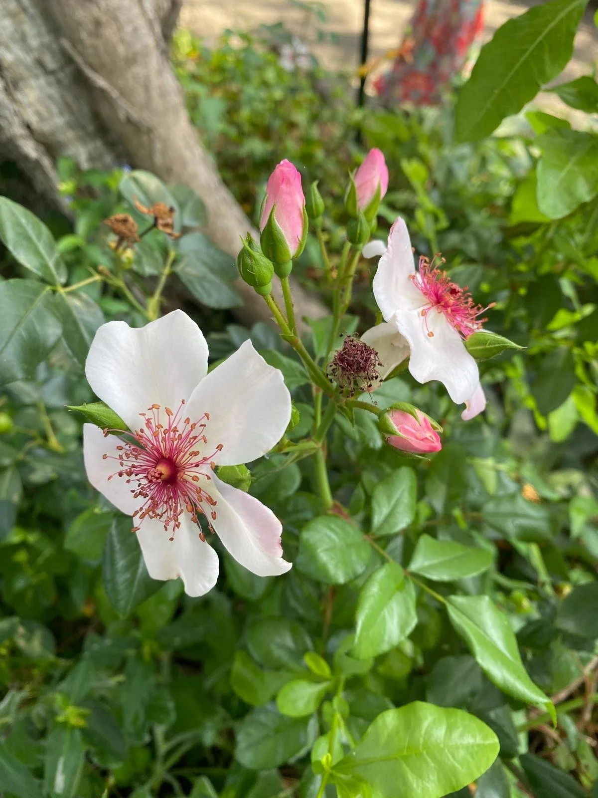 PHOTO-2024-07-10-10-35-10 (1).jpg