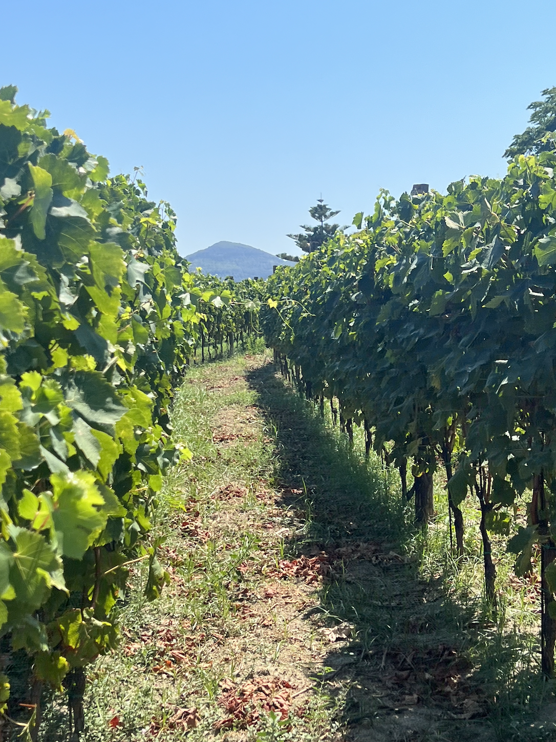 Screen Shot 2024-08-14 at 9.53.39 PM.png