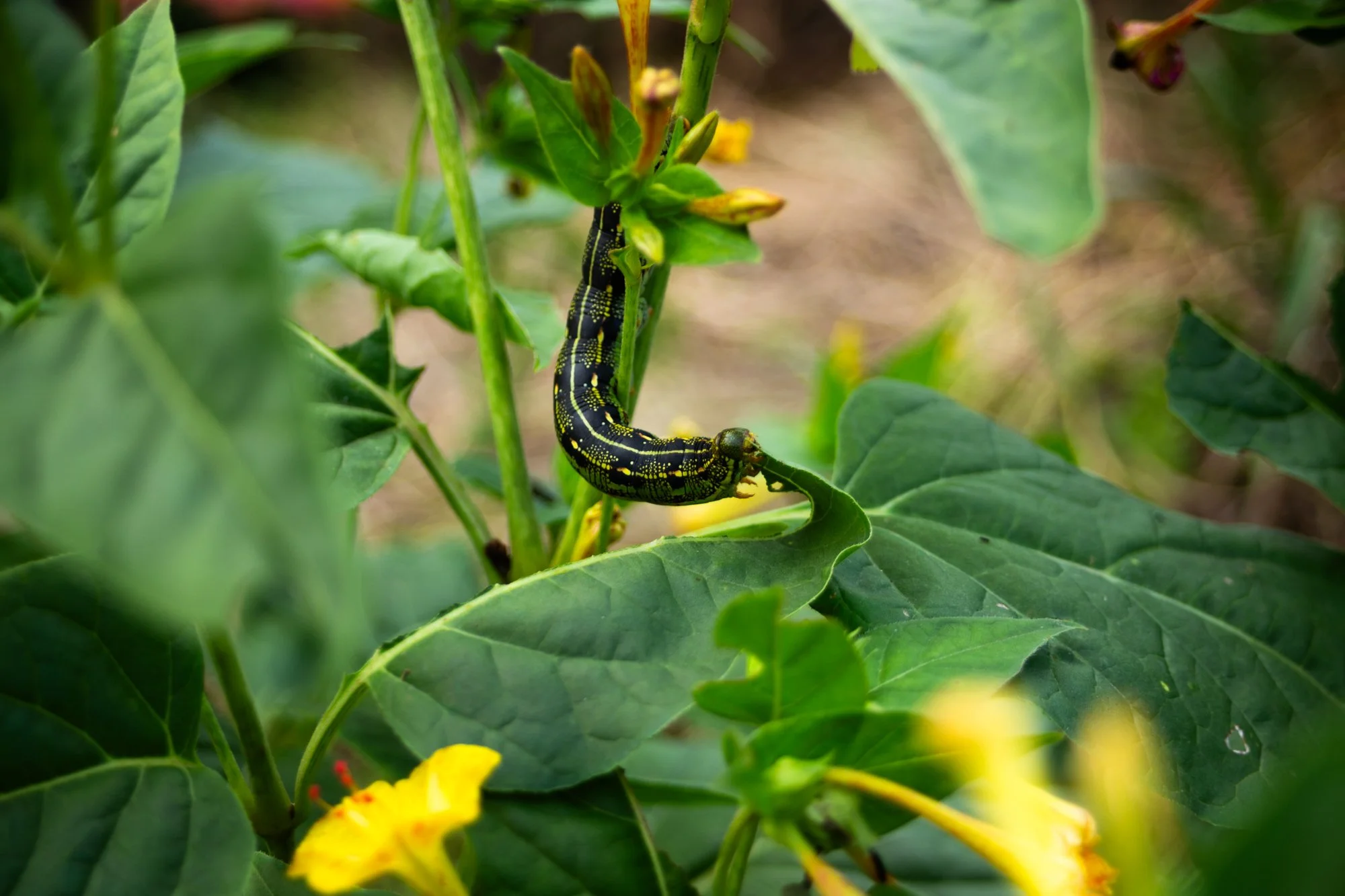 Caterpillar - Huntington Central Park