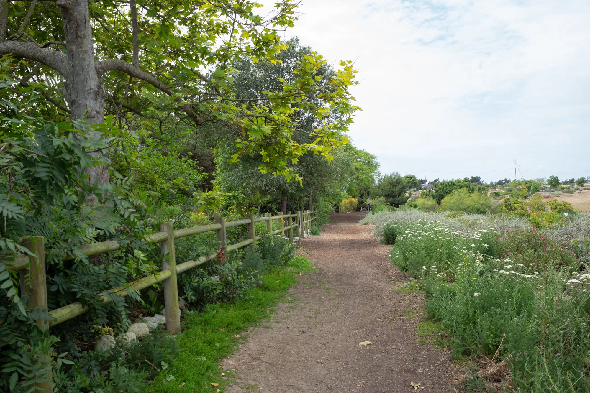 Hidden Garden - Urban Forest 