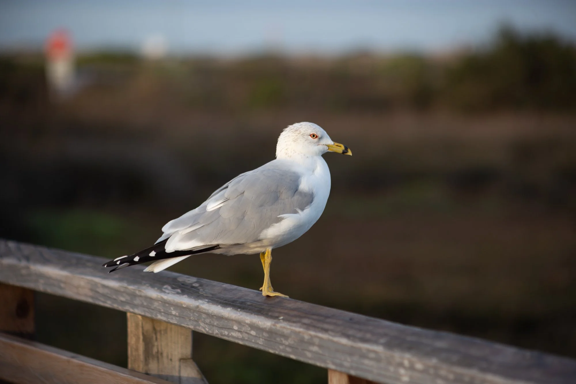 California Gull - Bolsa Chica Ecological Reserve