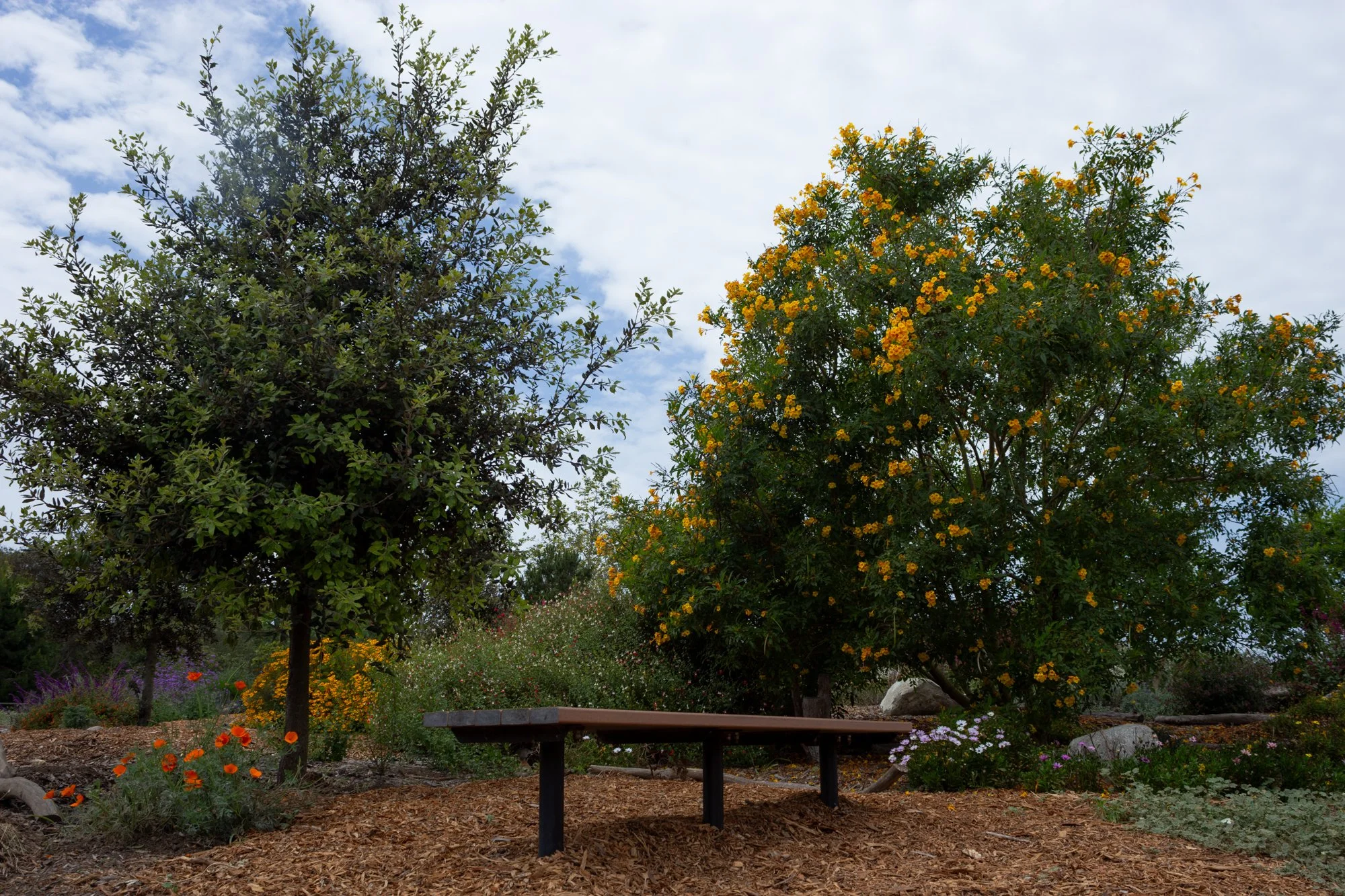 Gratitiude Garden - Urban Forest