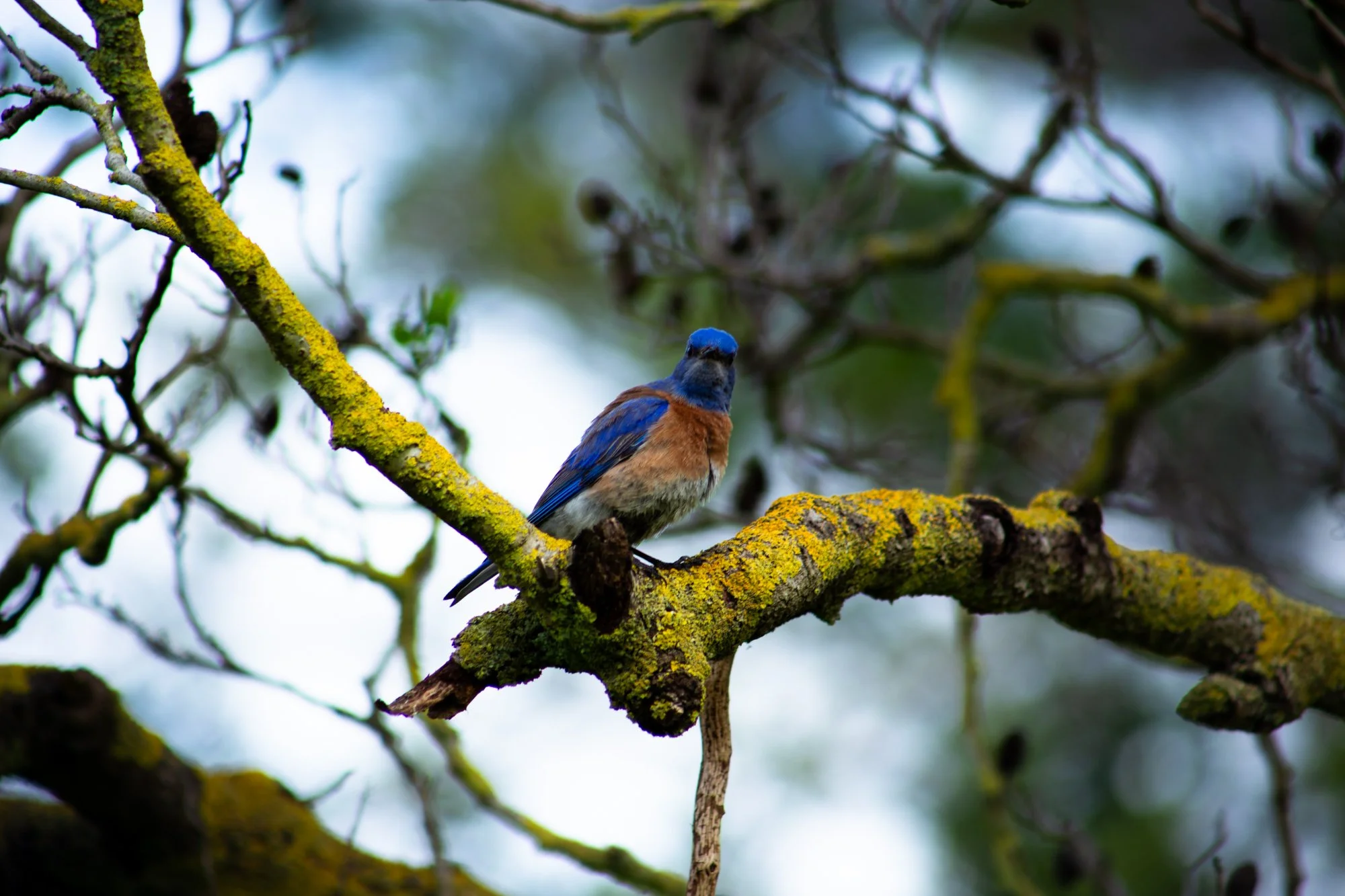 Western Bluebird - Huntington Central Park