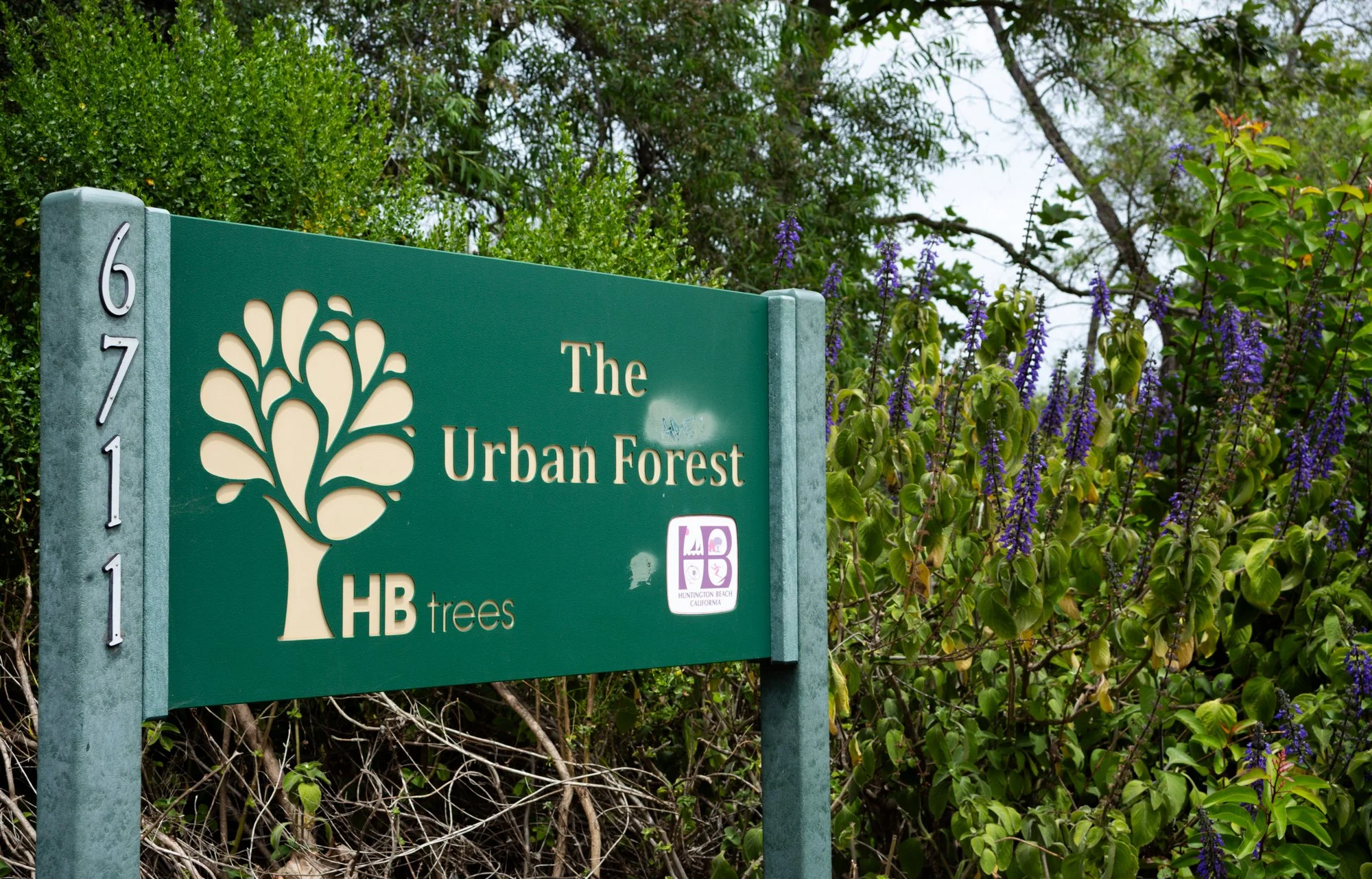 Purple Perennials - Urban Forest